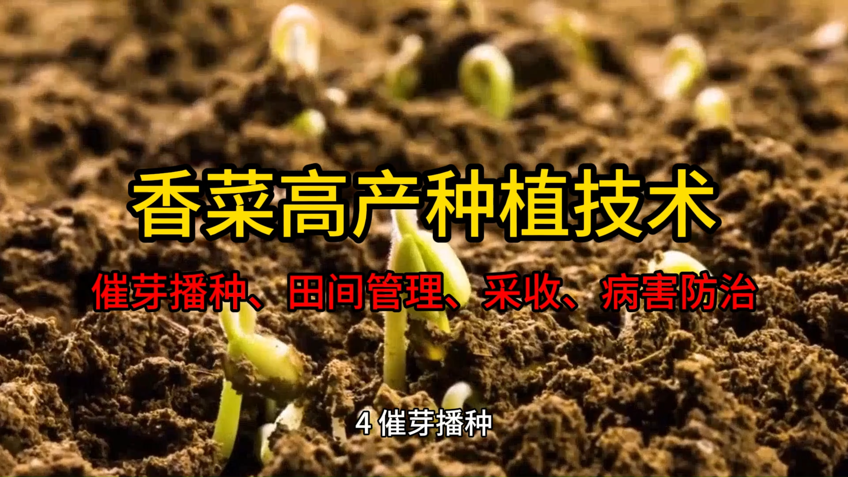 香菜高产种植技术(二)