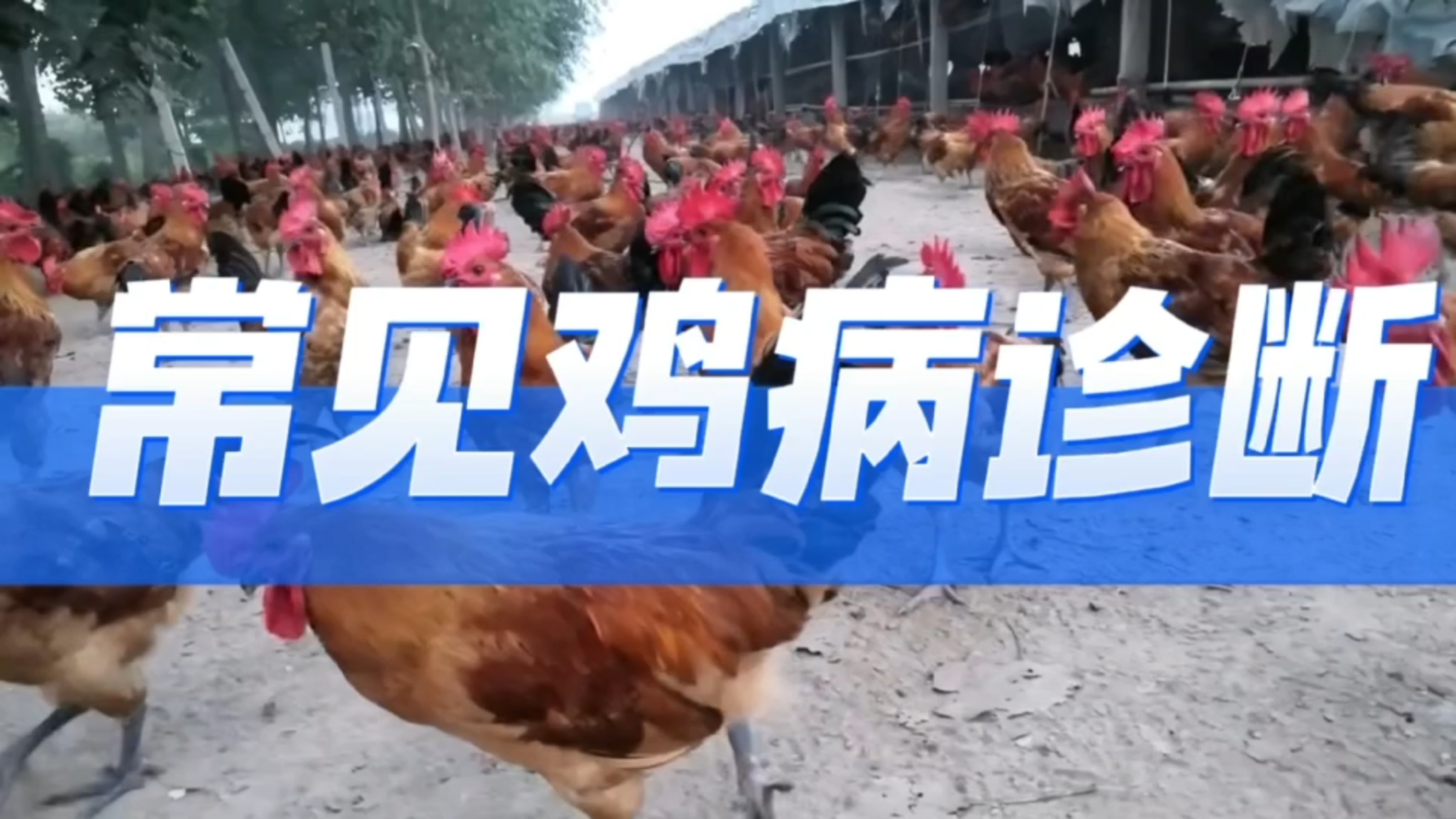 养鸡新手必备——养鸡常见疾病