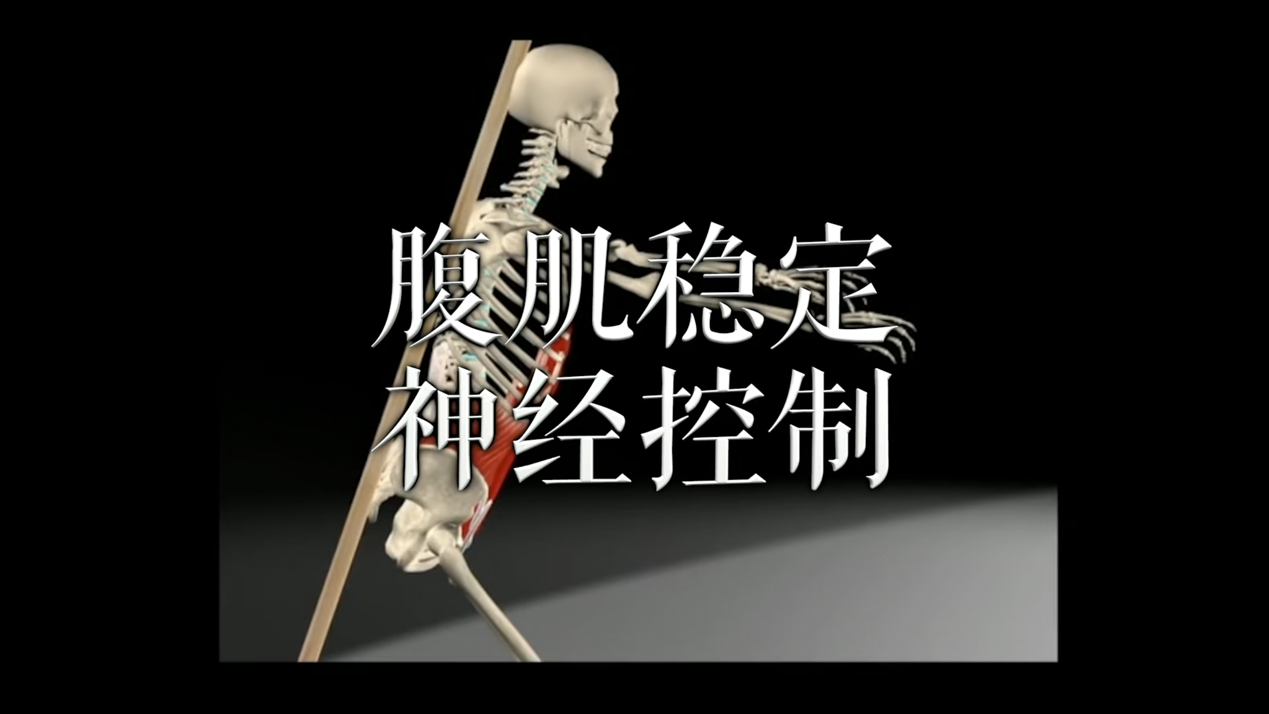 肌肉动作解剖|腹肌稳定 神经控制