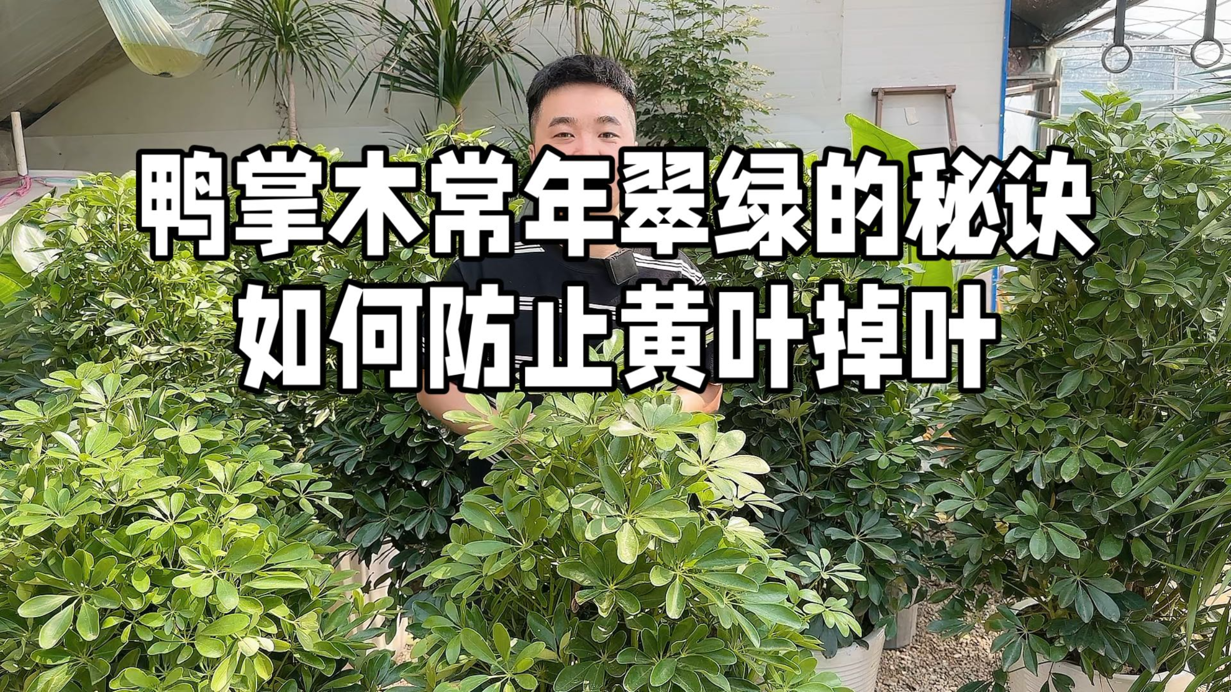 鸭掌木常年翠绿的秘诀 如何防止黄叶掉叶