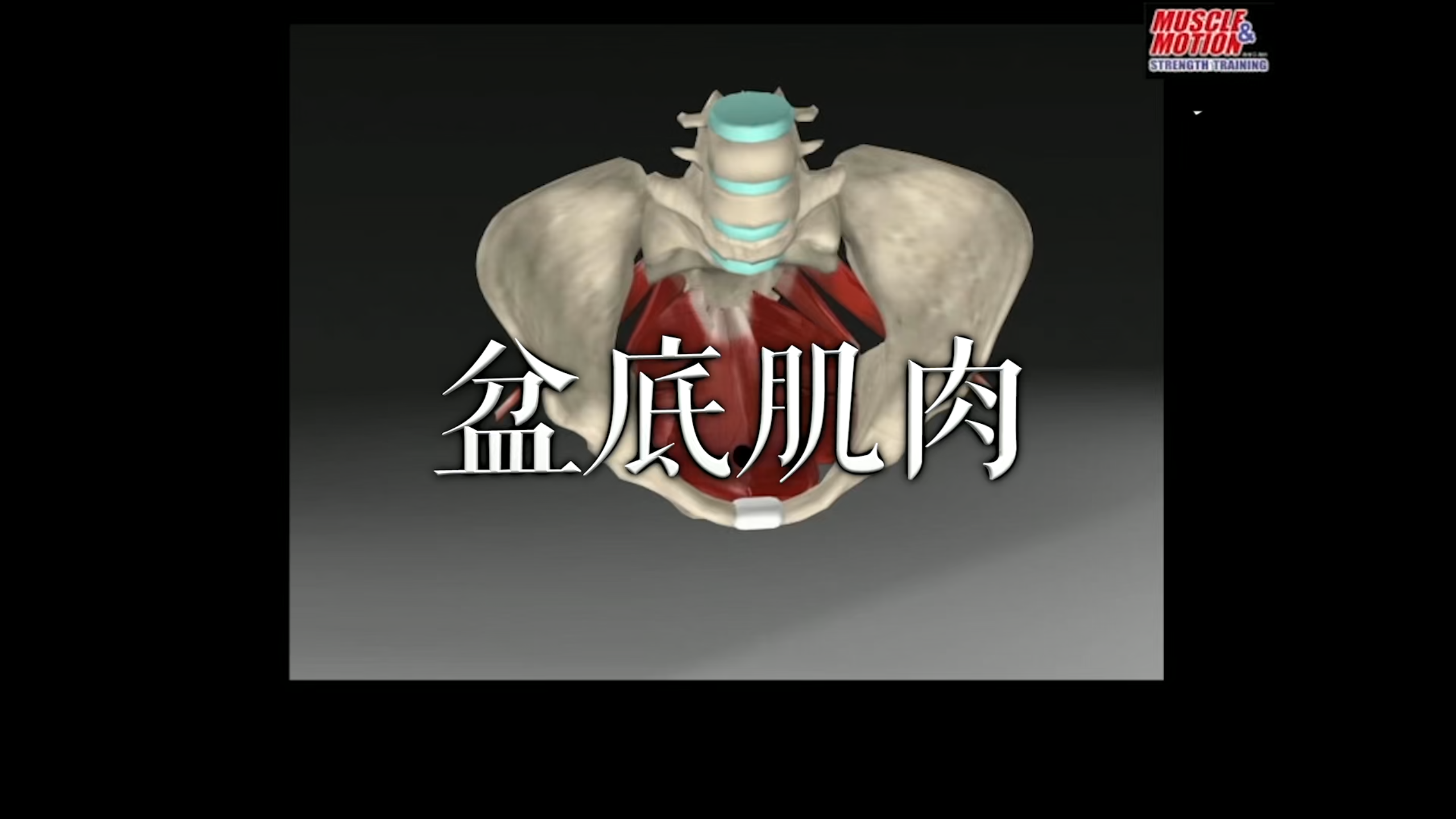 肌肉动作解剖|盆底肌肉