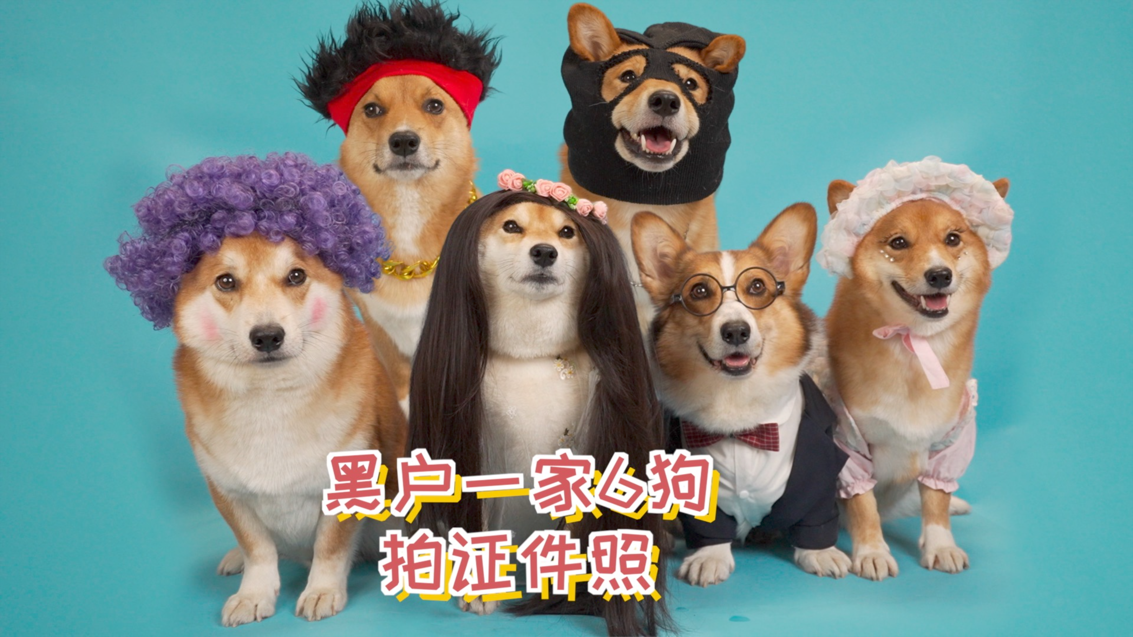 给黑户一家6狗拍证件照，太好笑了