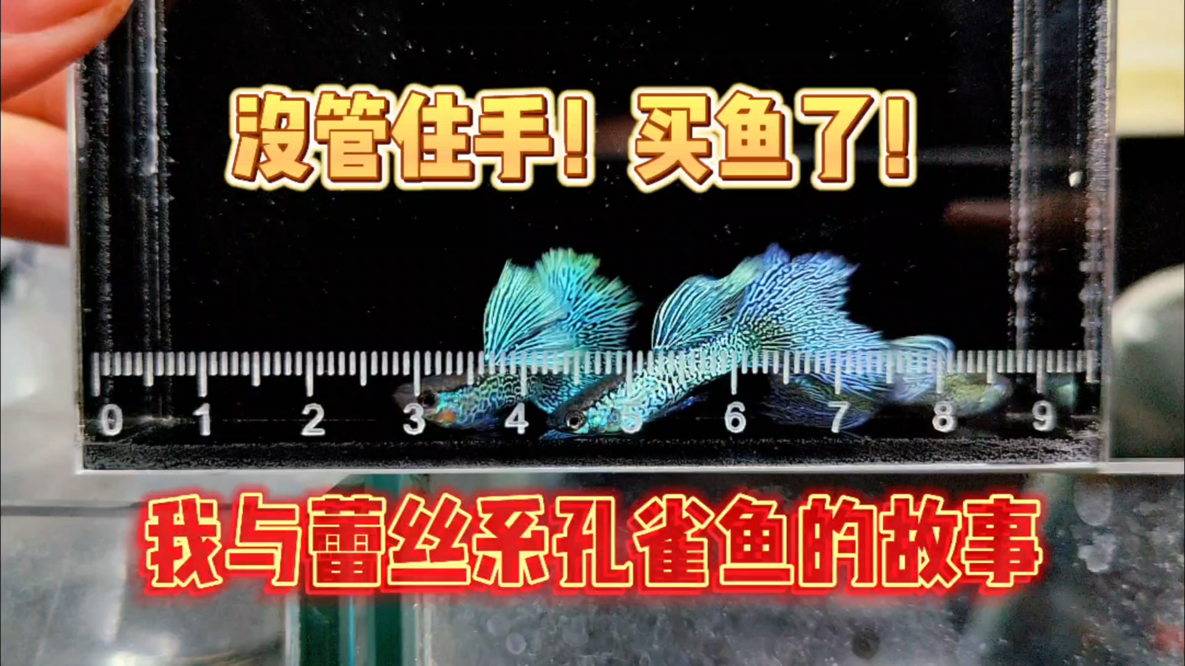 没管住手,又买鱼了!分享一下我和蕾丝系孔雀鱼的故事!