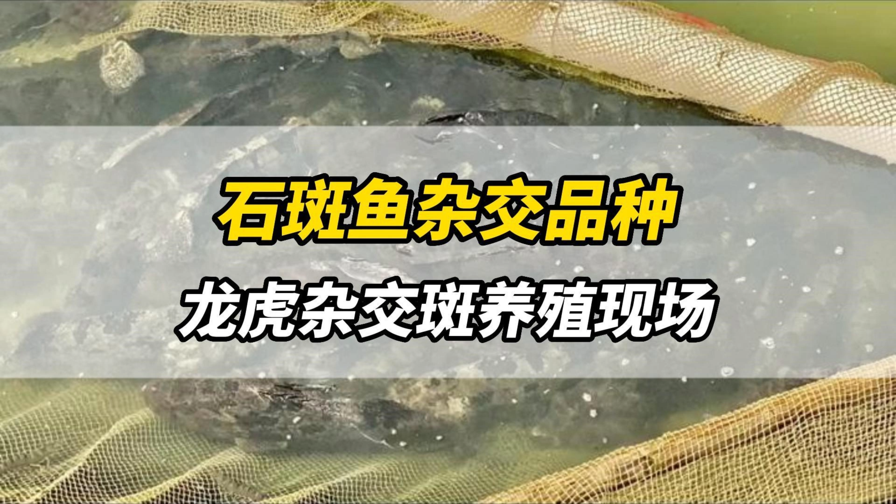 石斑鱼杂交品种:龙虎杂交斑养殖现场