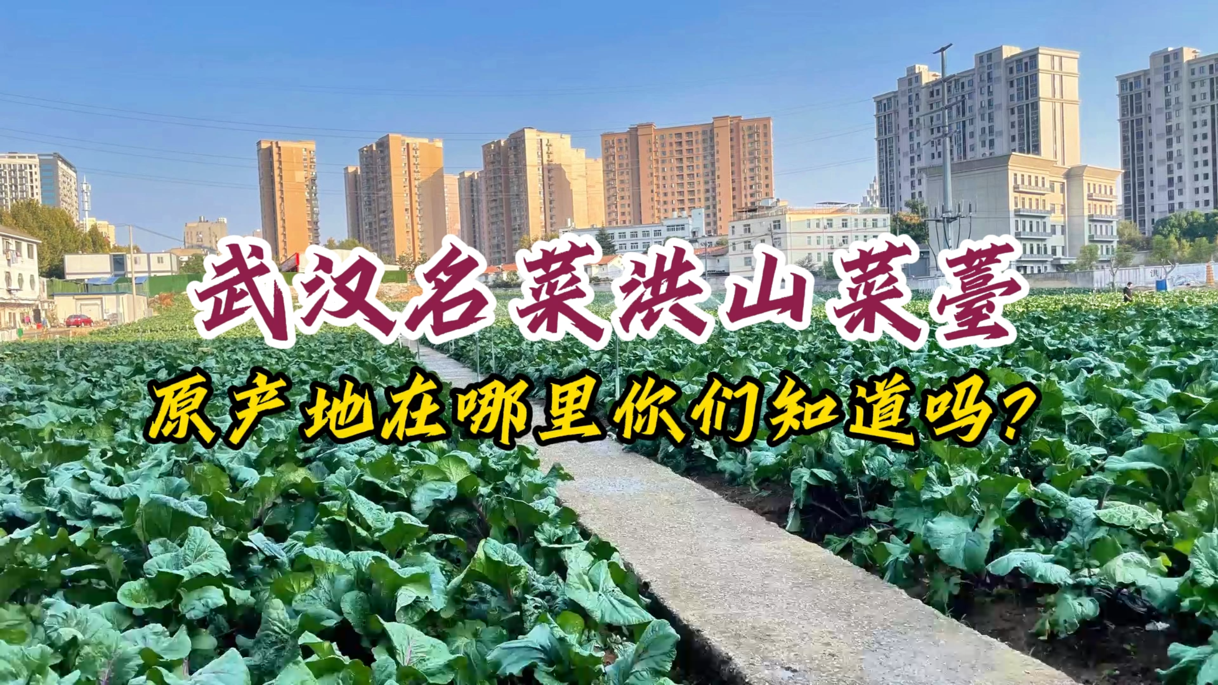 武汉名菜洪山菜薹原产地