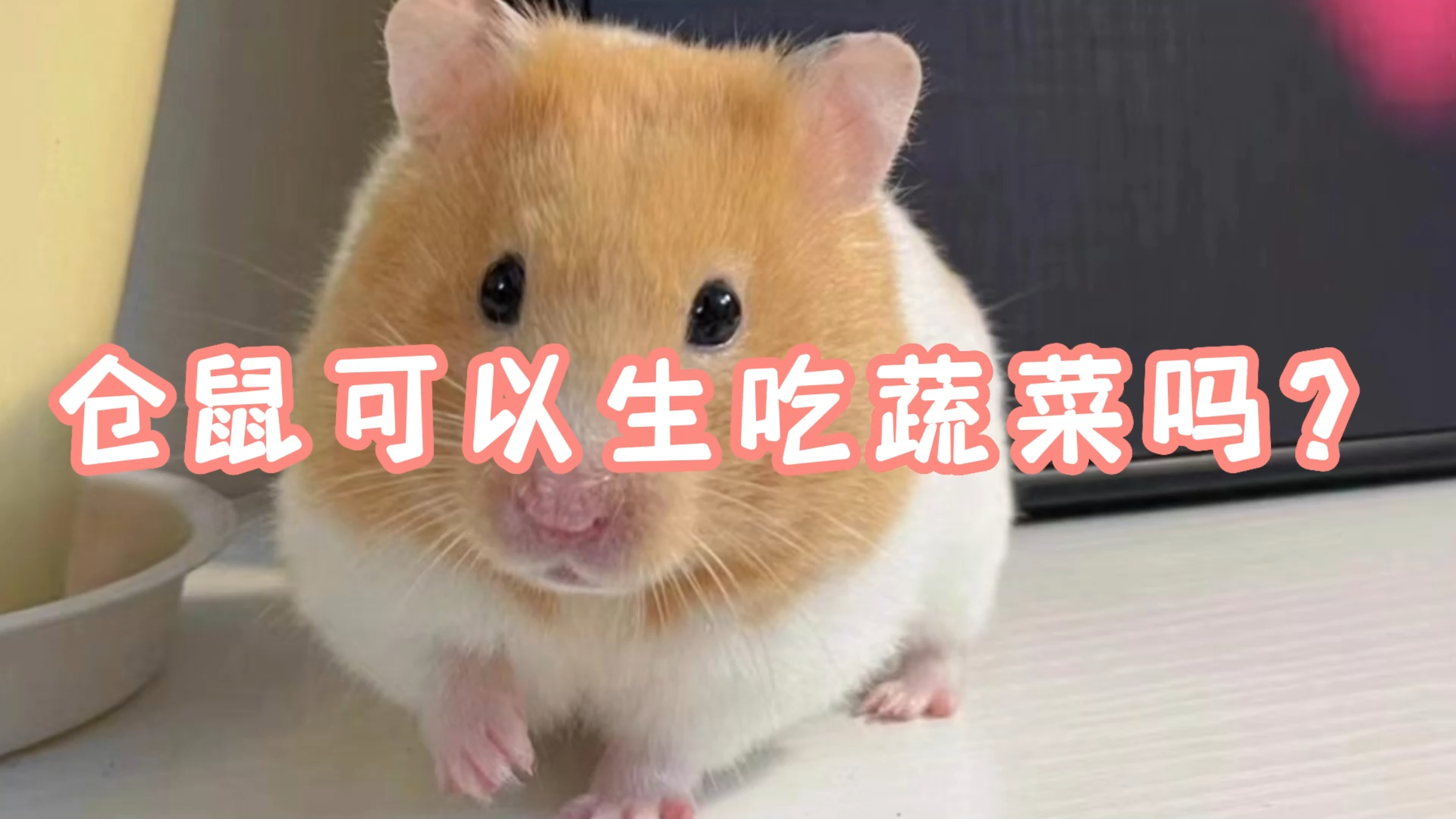 仓鼠可以生吃蔬菜吗