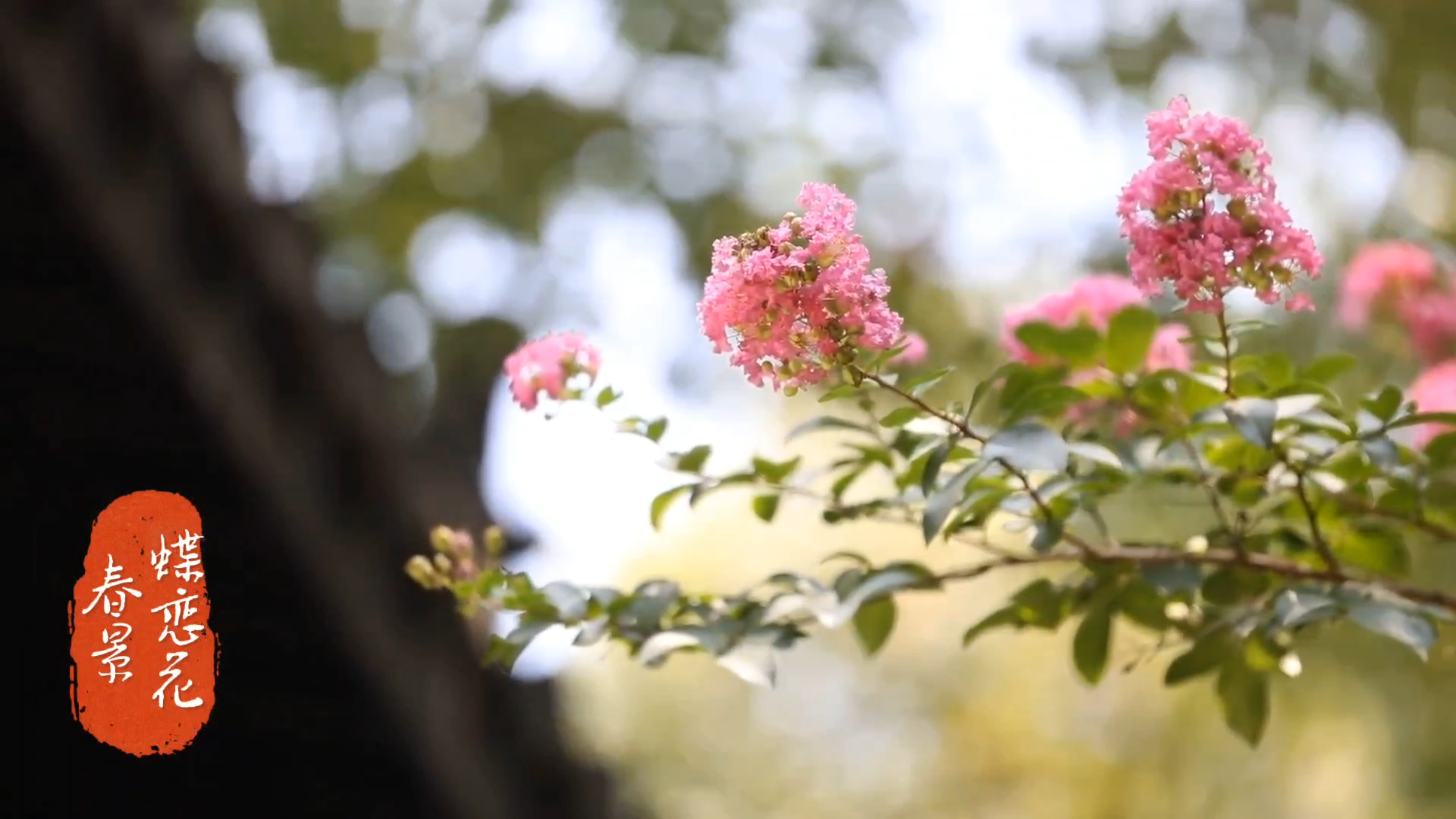 宋词三百首-卷四·北宋词-33《蝶恋花·春景》苏轼
