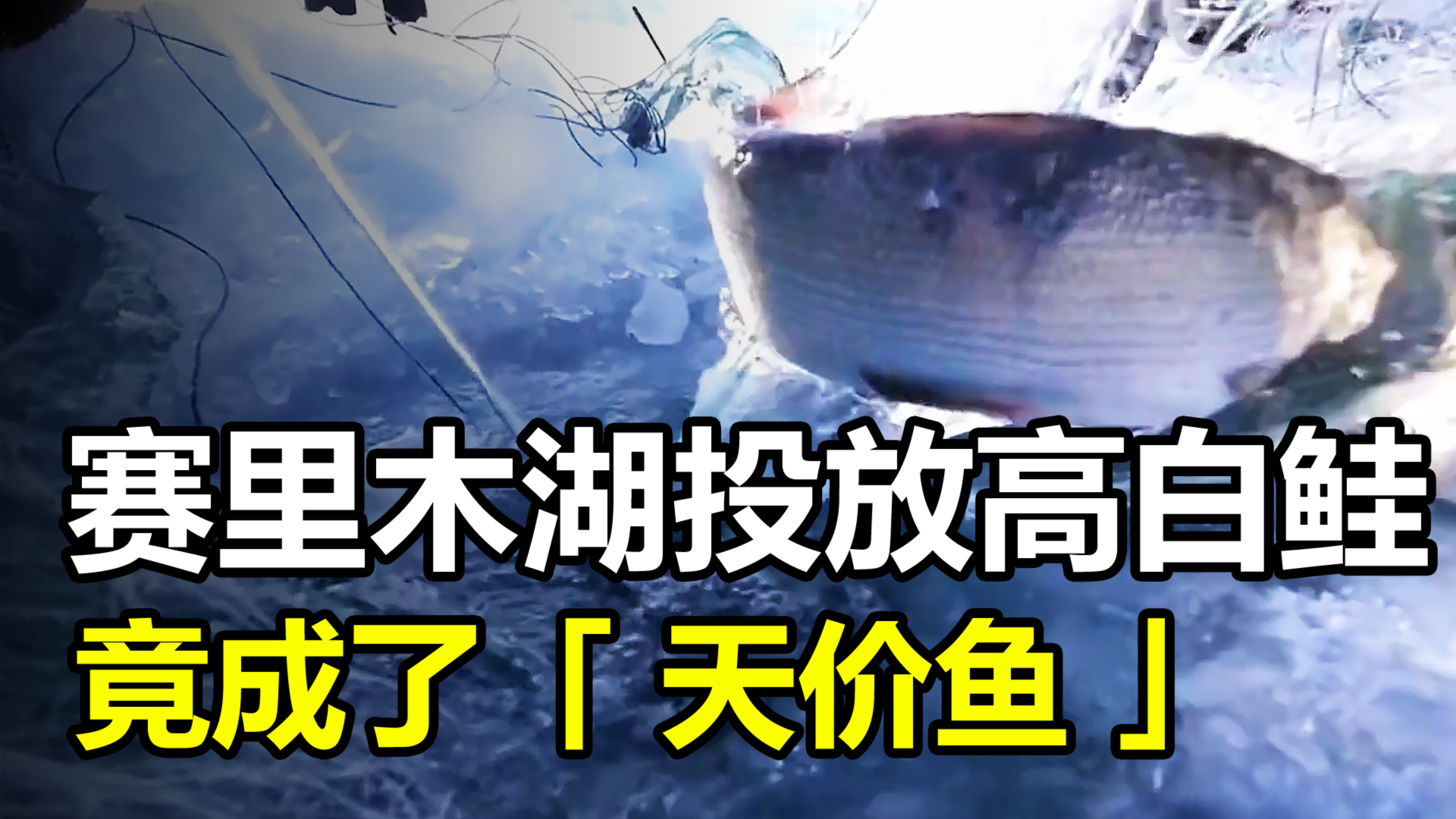 赛里木湖寸鱼不生,当地人投放高白鲑后,它竟成了“天价鱼”