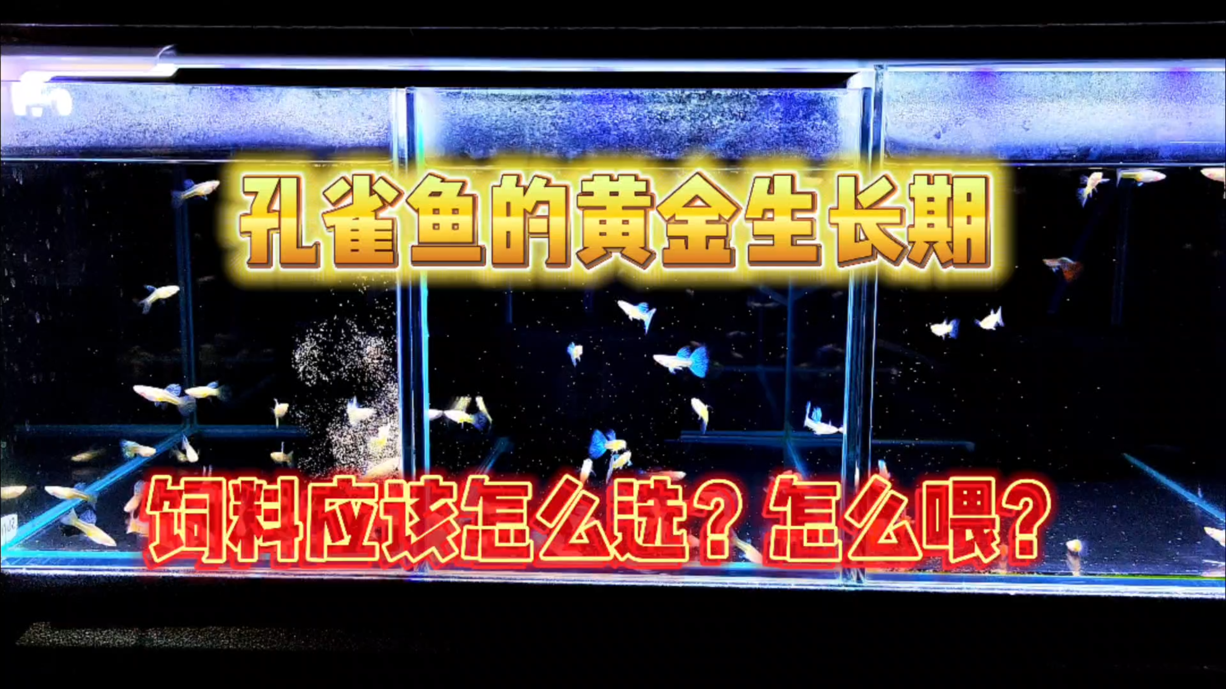 饲料该怎么选?怎么喂?不要错过孔雀鱼的黄金生长期!