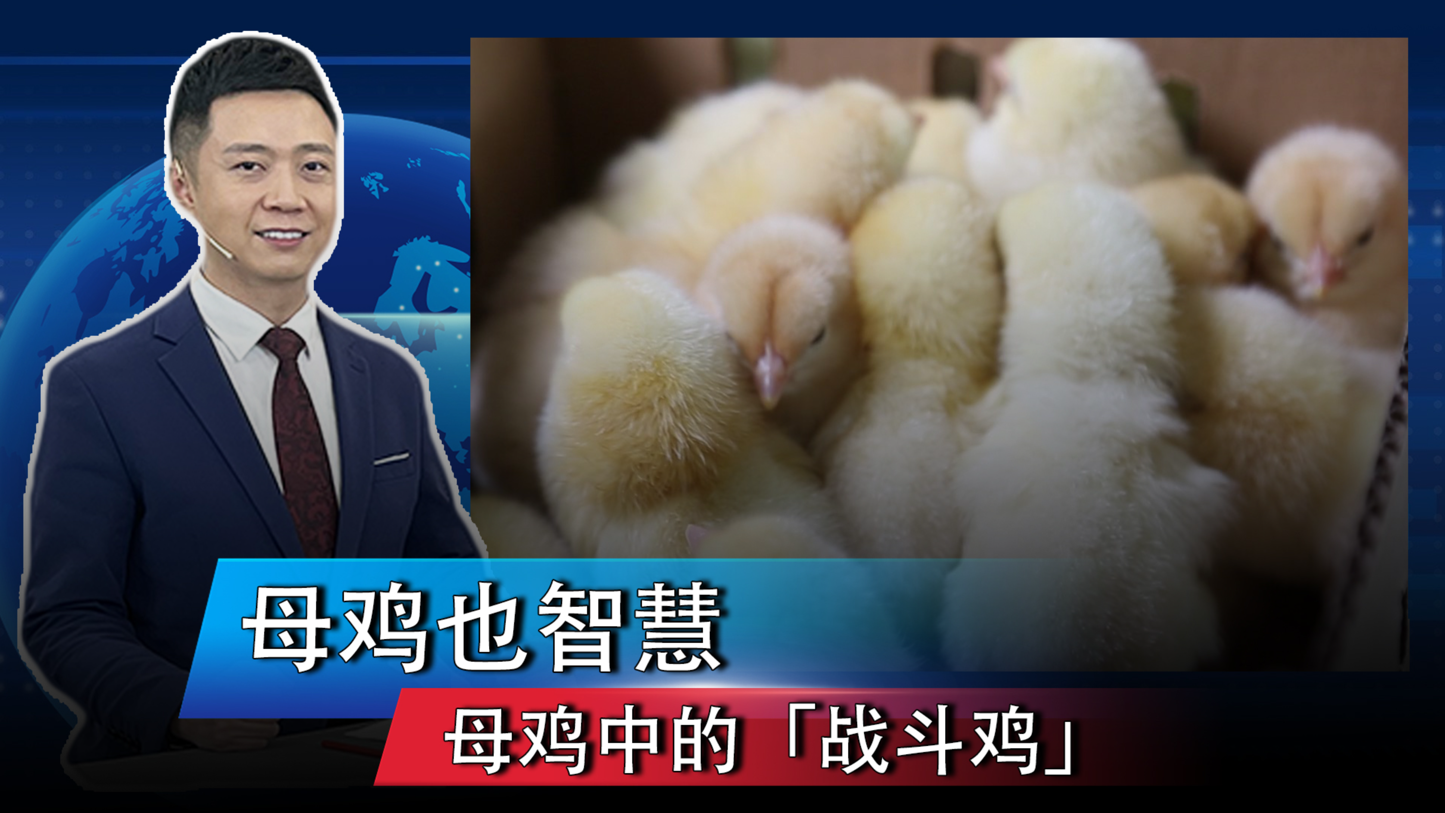 母鸡也智慧,母鸡中的“战斗鸡