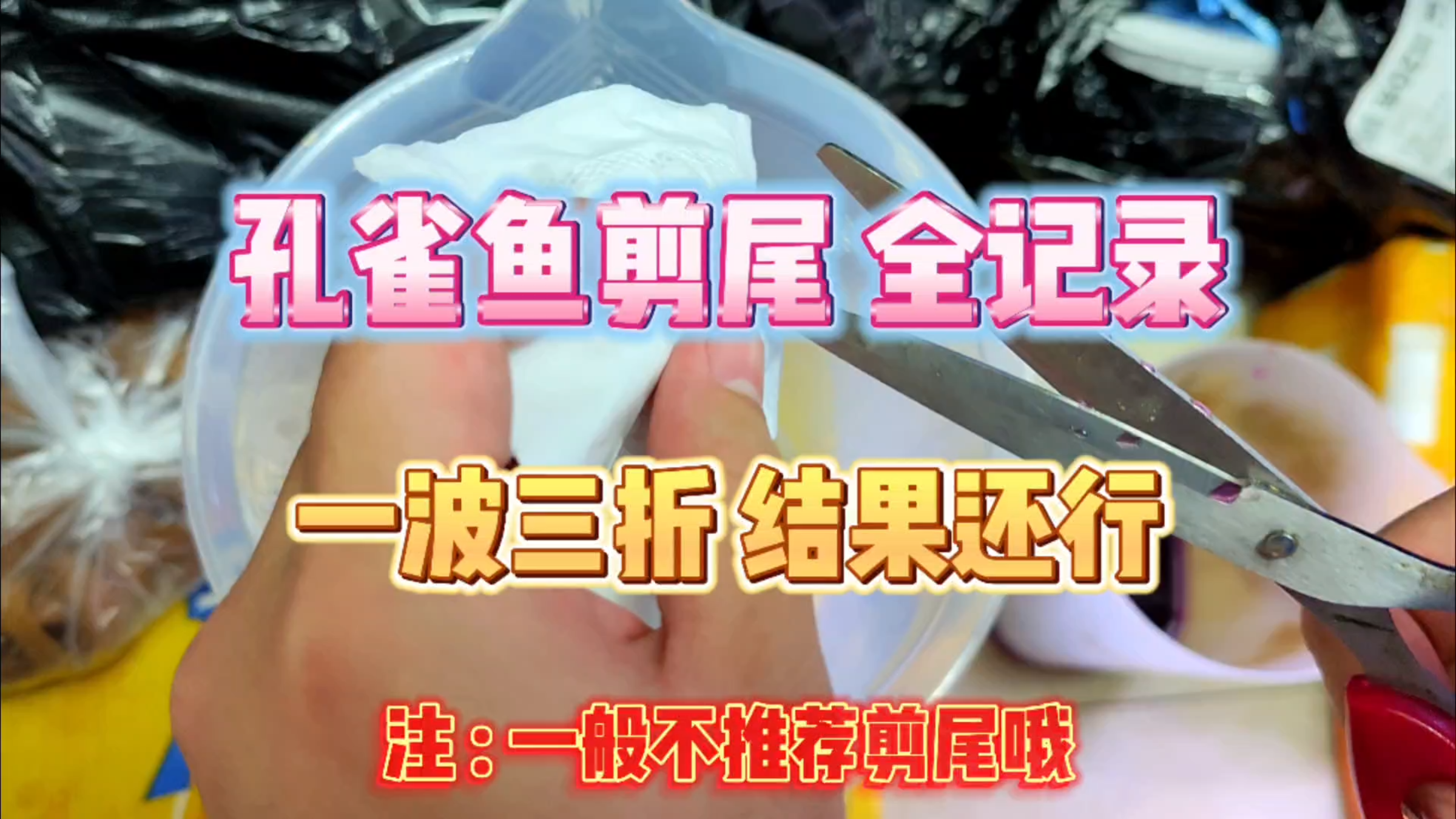 孔雀鱼剪尾全记录!虽然过程一波三折,结果还是不错的!