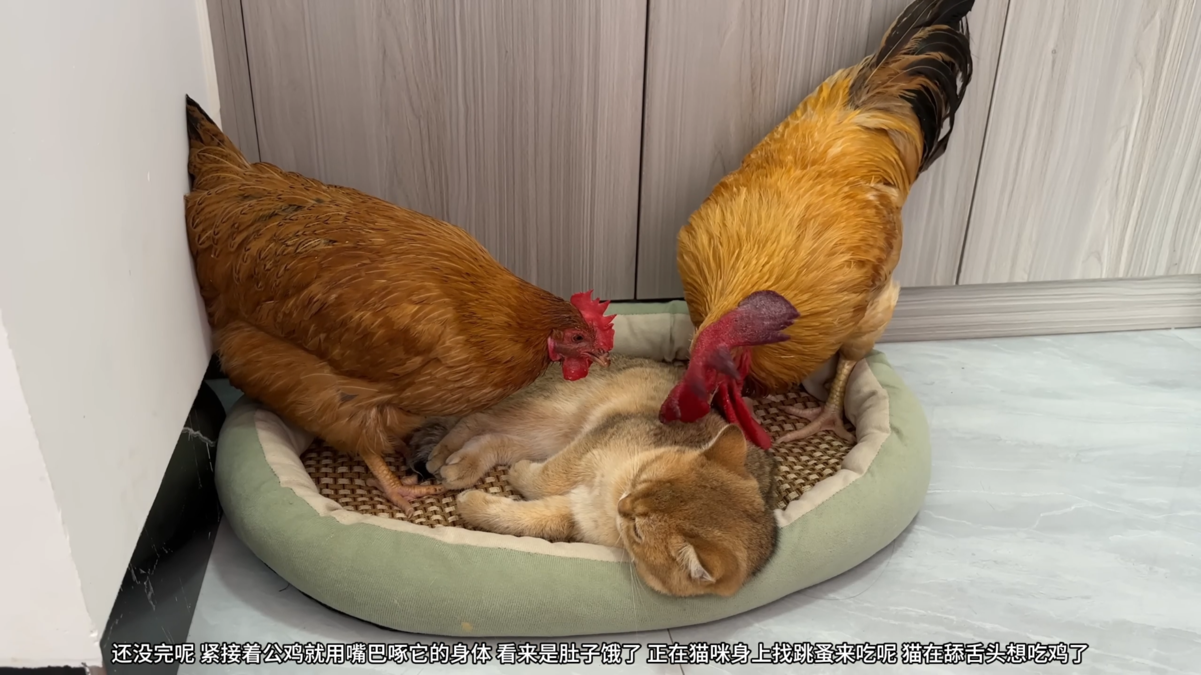 两只鸡又来找猫咪的晦气,大橘一开始就面无表情,看来是习惯了吧