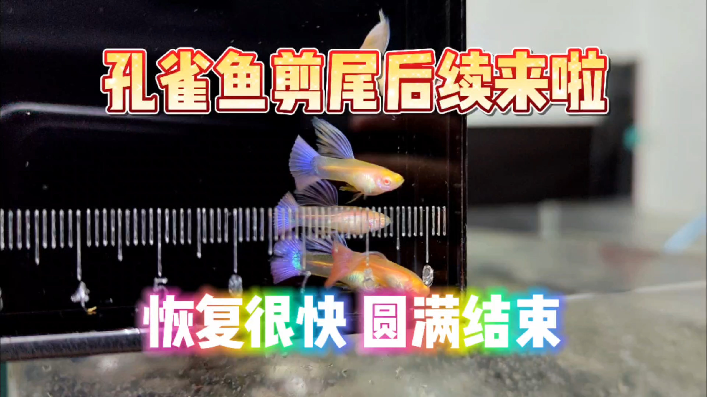 家里孔雀鱼剪尾的后续来啦!恢复良好,顺利收关!