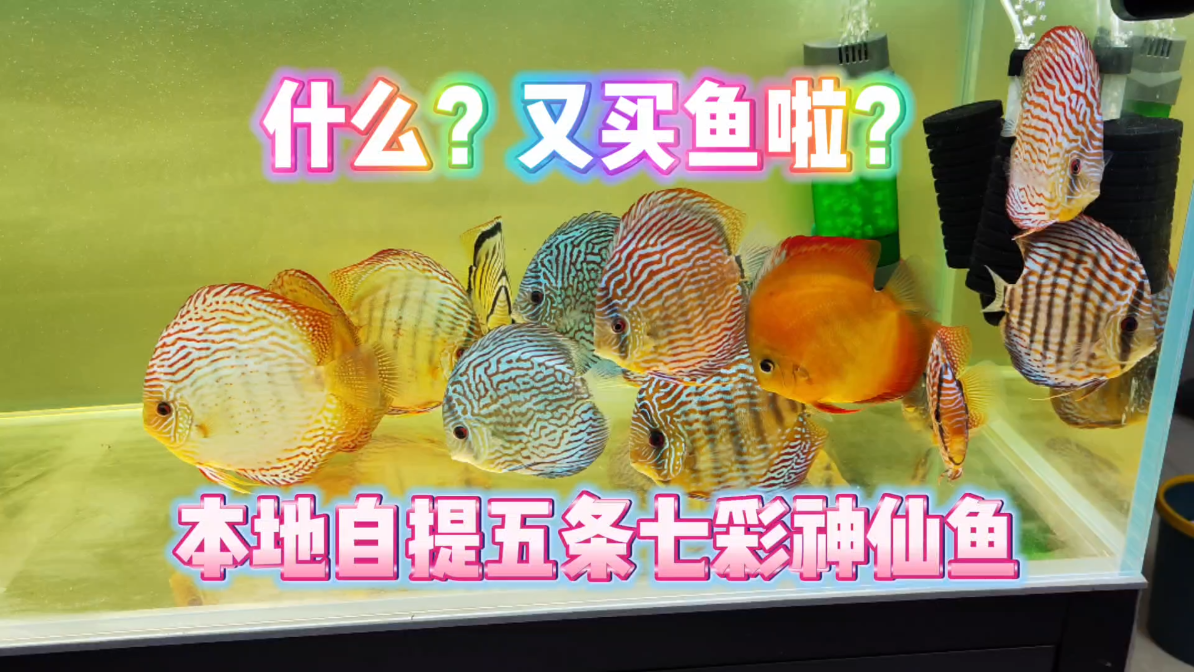 鱼友退坑,果断入手!北京本地鱼友家自提5条精品七彩神仙鱼!