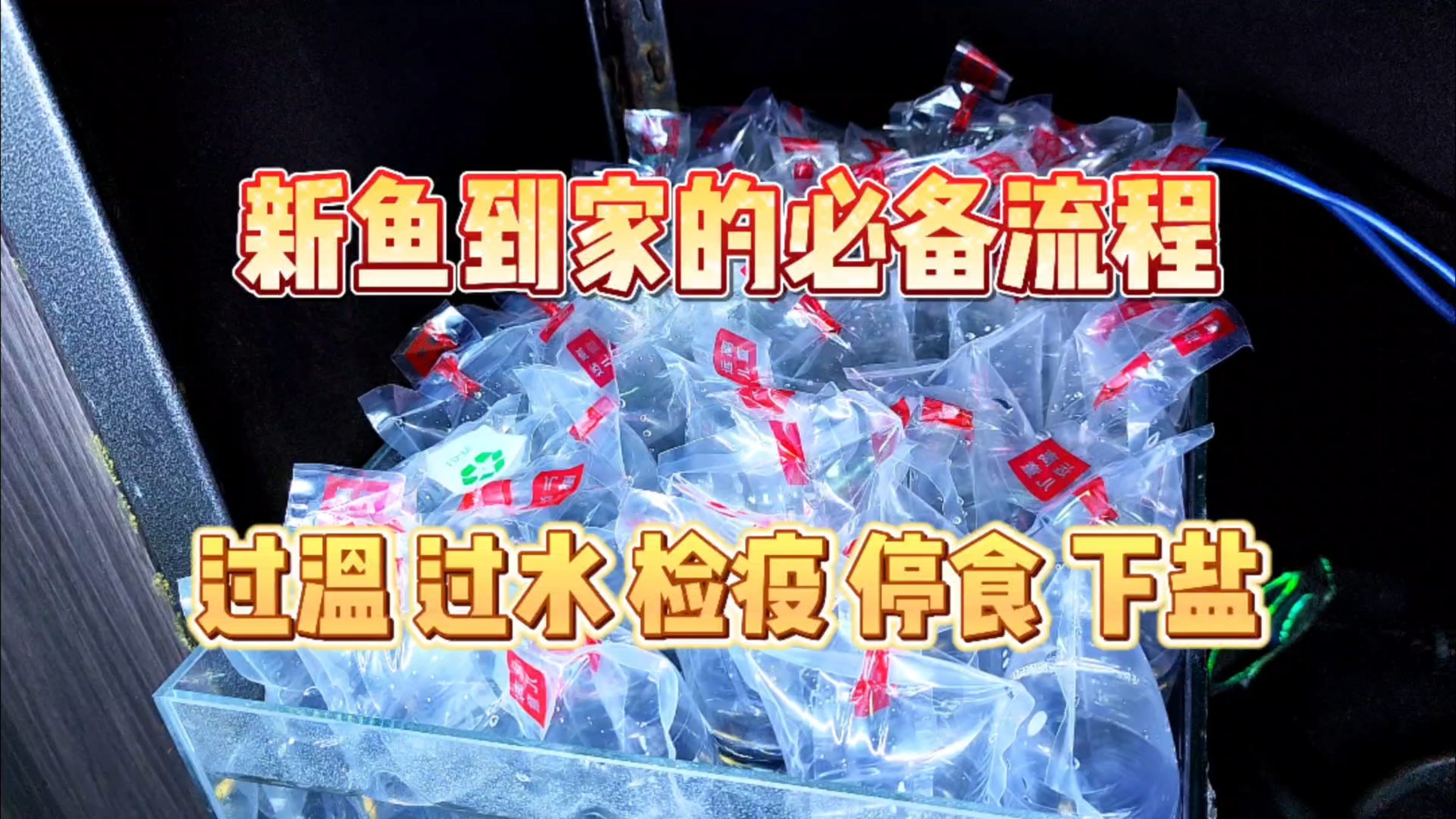 孔雀鱼新鱼入缸全流程!过温、过水、检疫、下盐、停食!