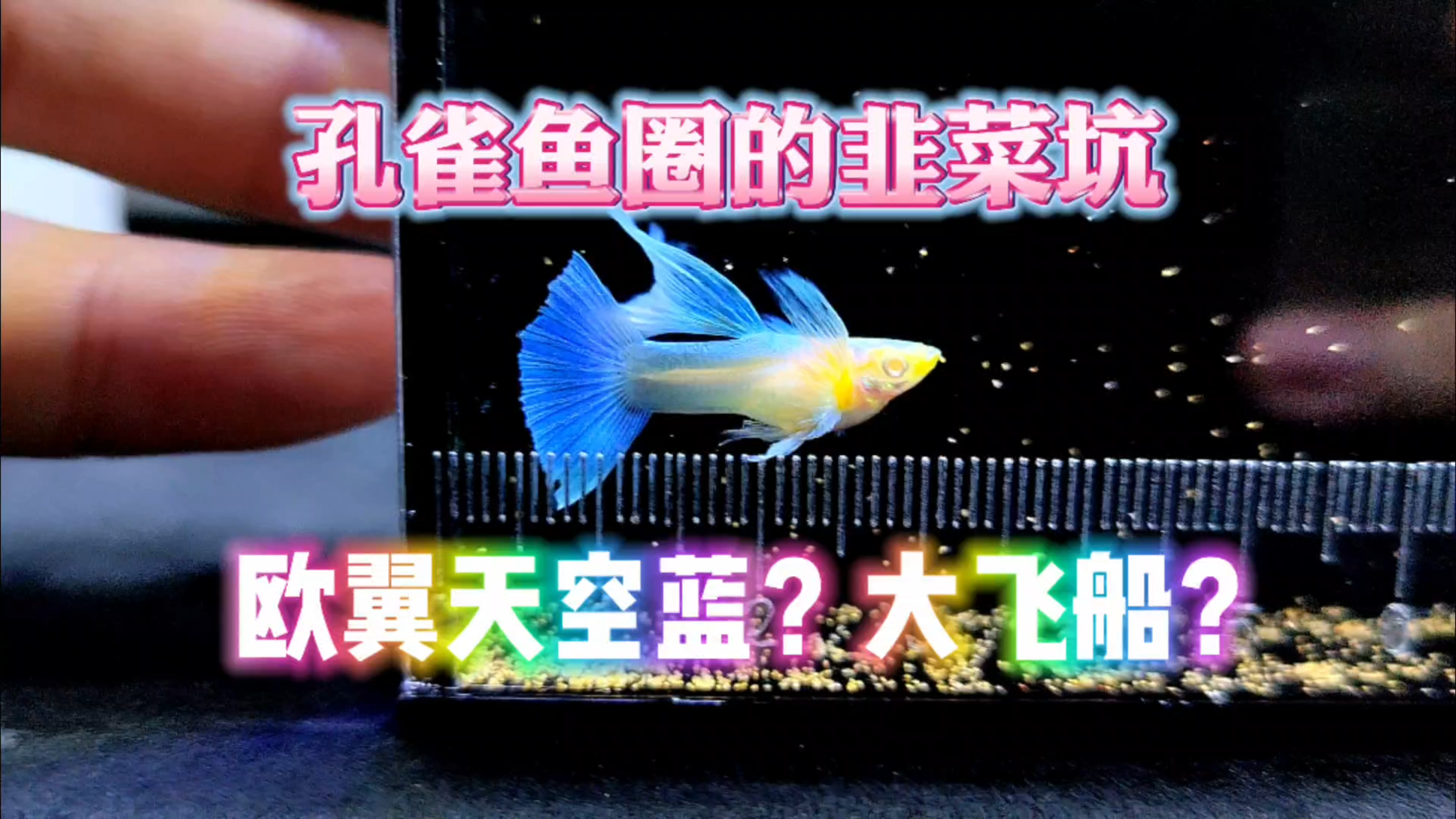 孔雀鱼圈的韭菜坑!买这个品种的孔雀鱼时候,要注意话术!