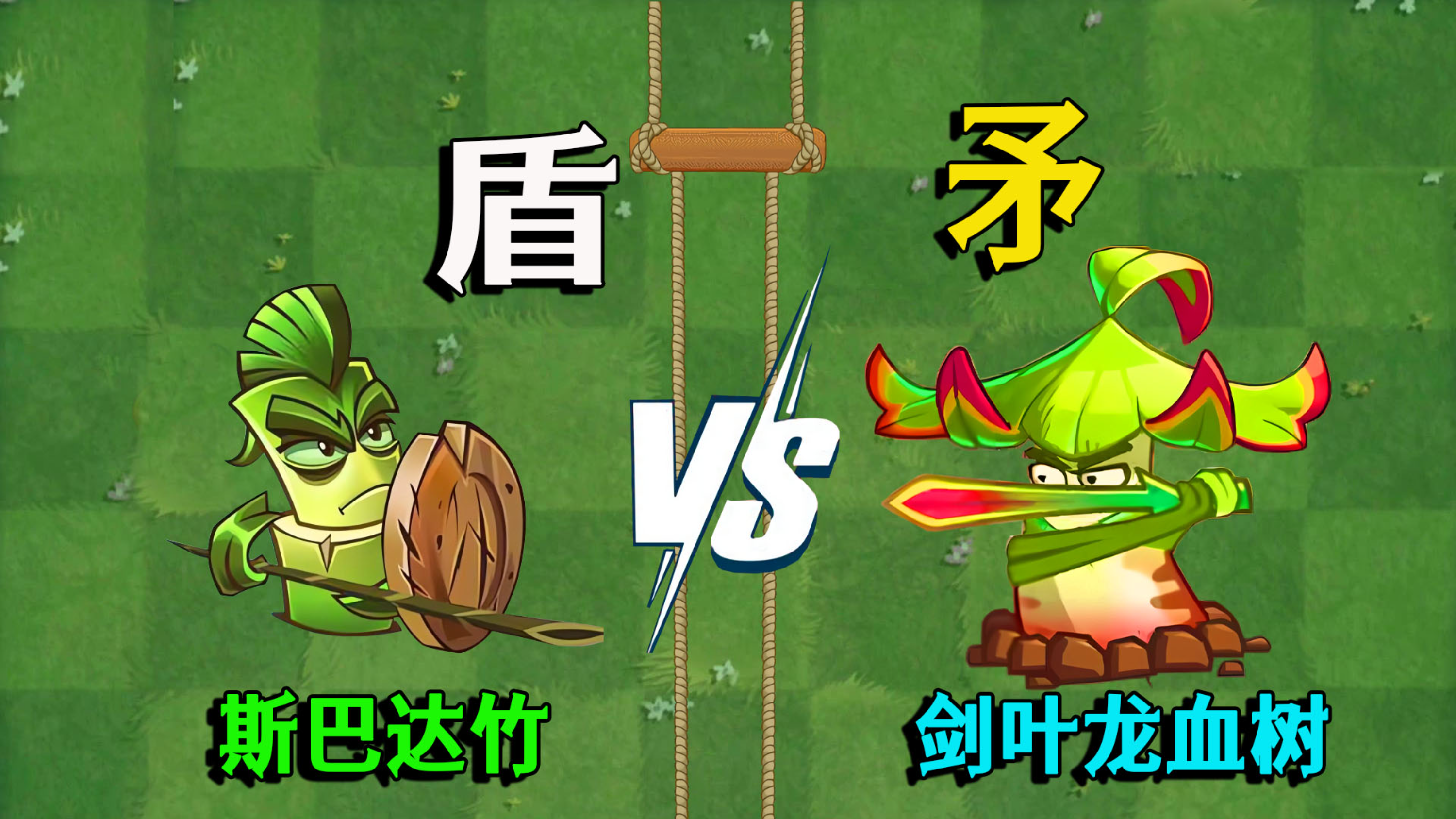 剑叶龙血树PK斯巴达竹:究竟是矛厉害还是盾厉害?