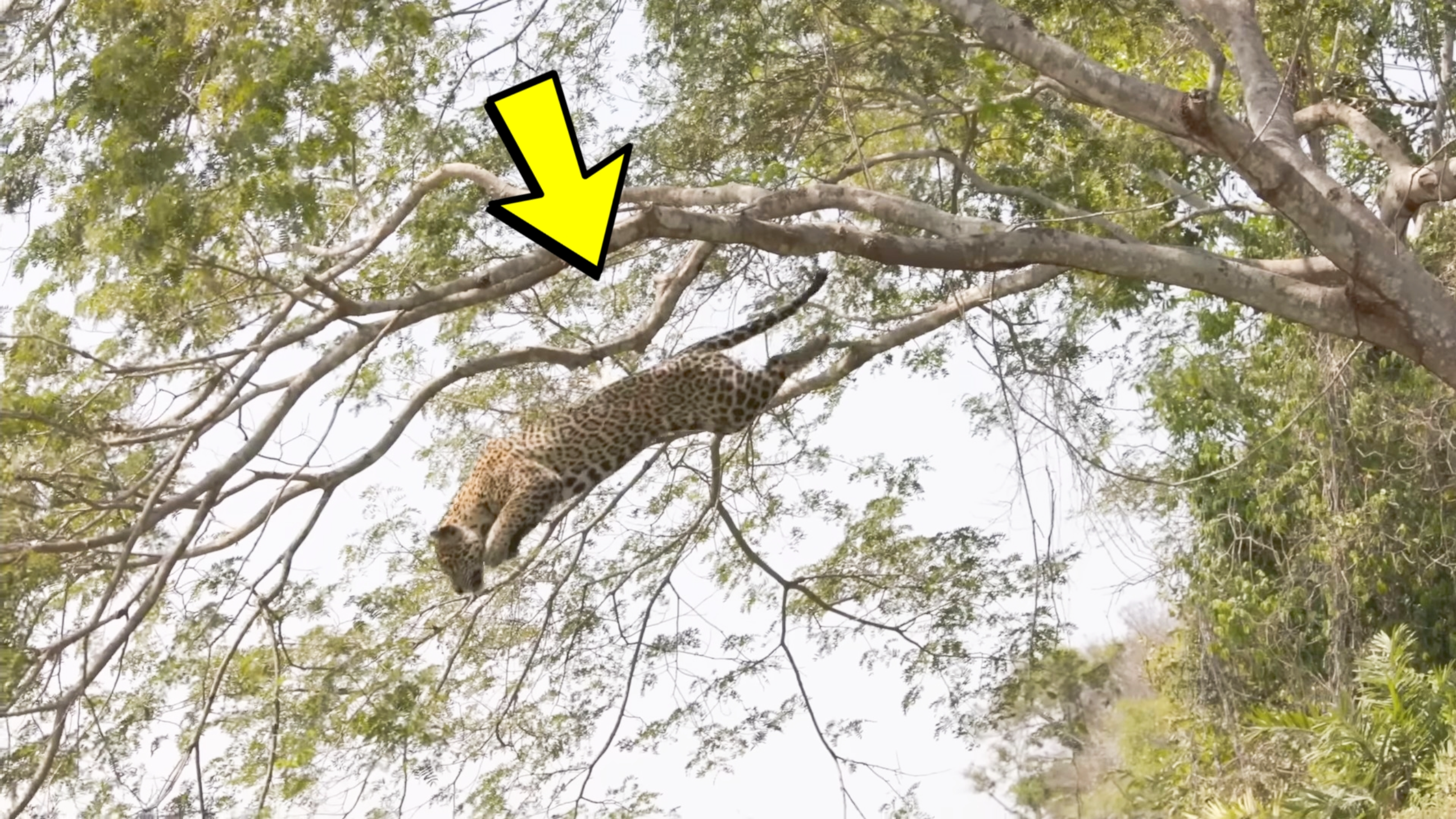 美洲豹从半树上空袭凯门鳄,凯门鳄毫无招架之力,太猛了。