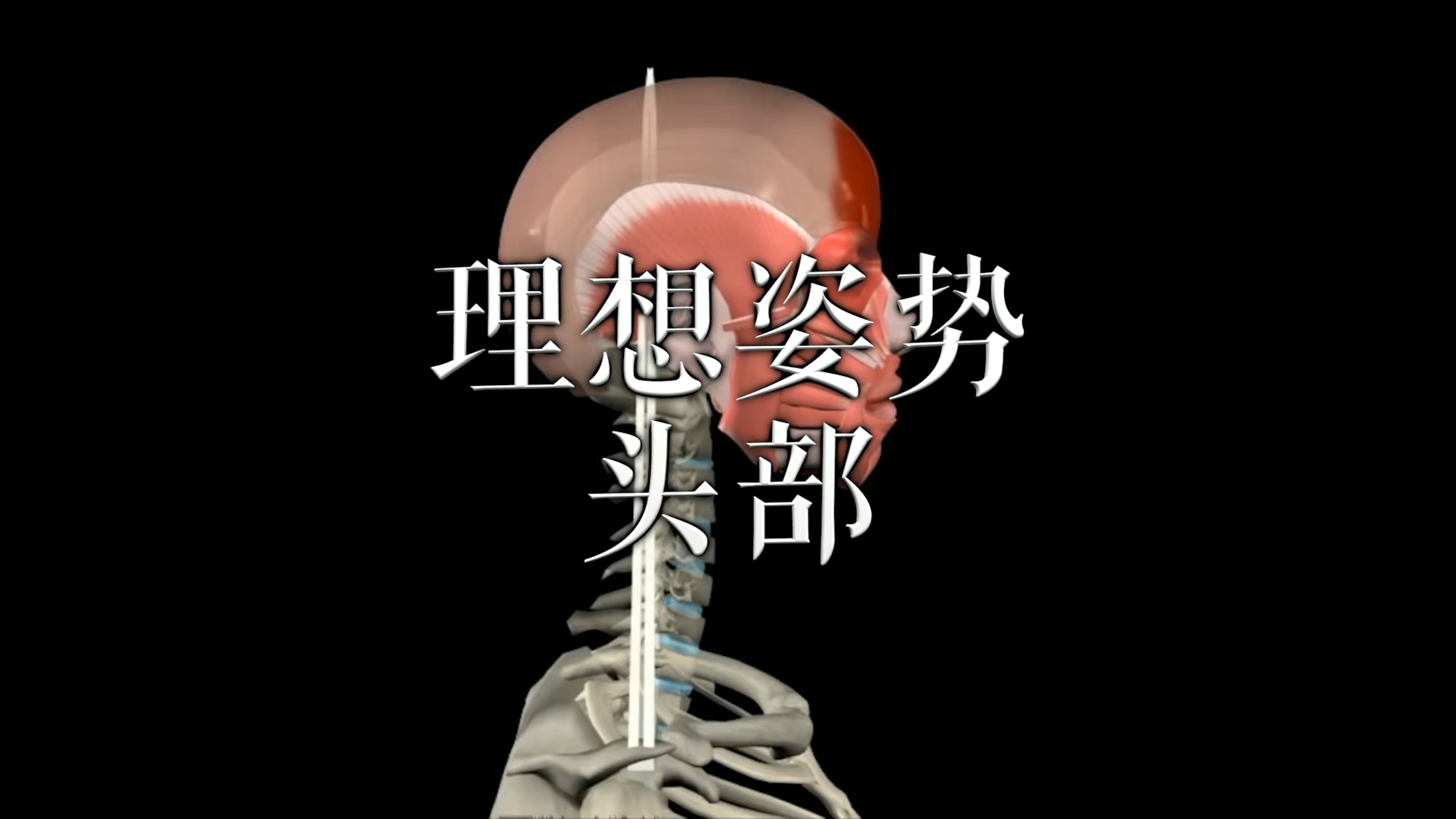 肌肉动作解剖|理想姿势 头部