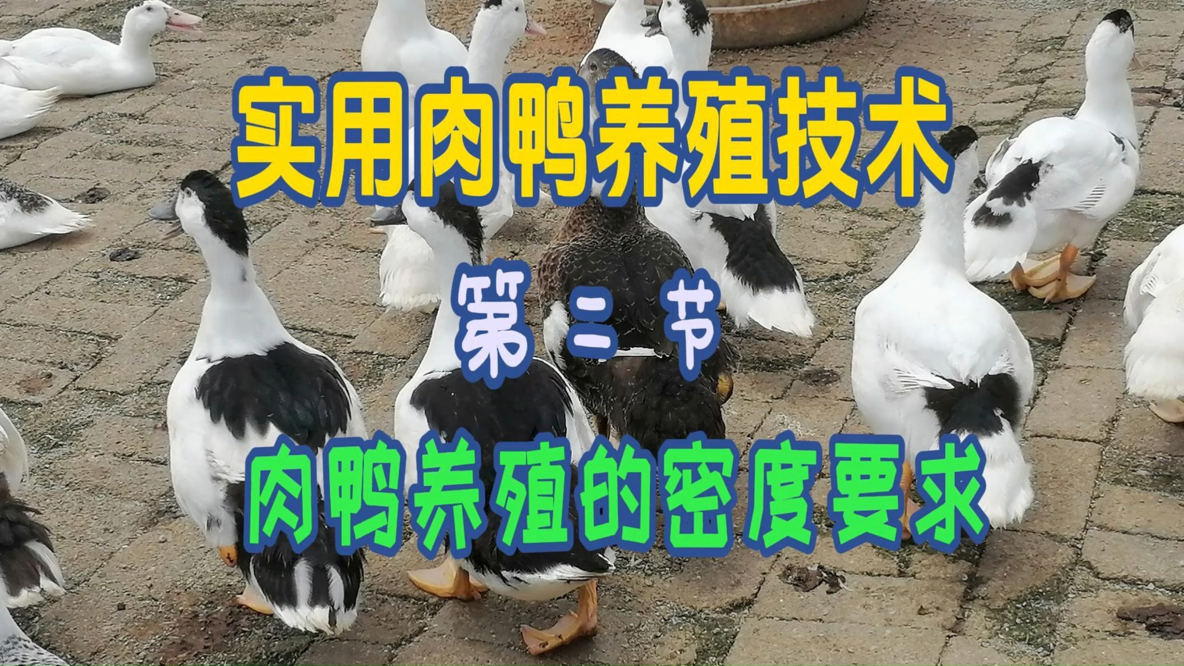 实用肉鸭养殖技术,第二节,肉鸭养殖的密度要求