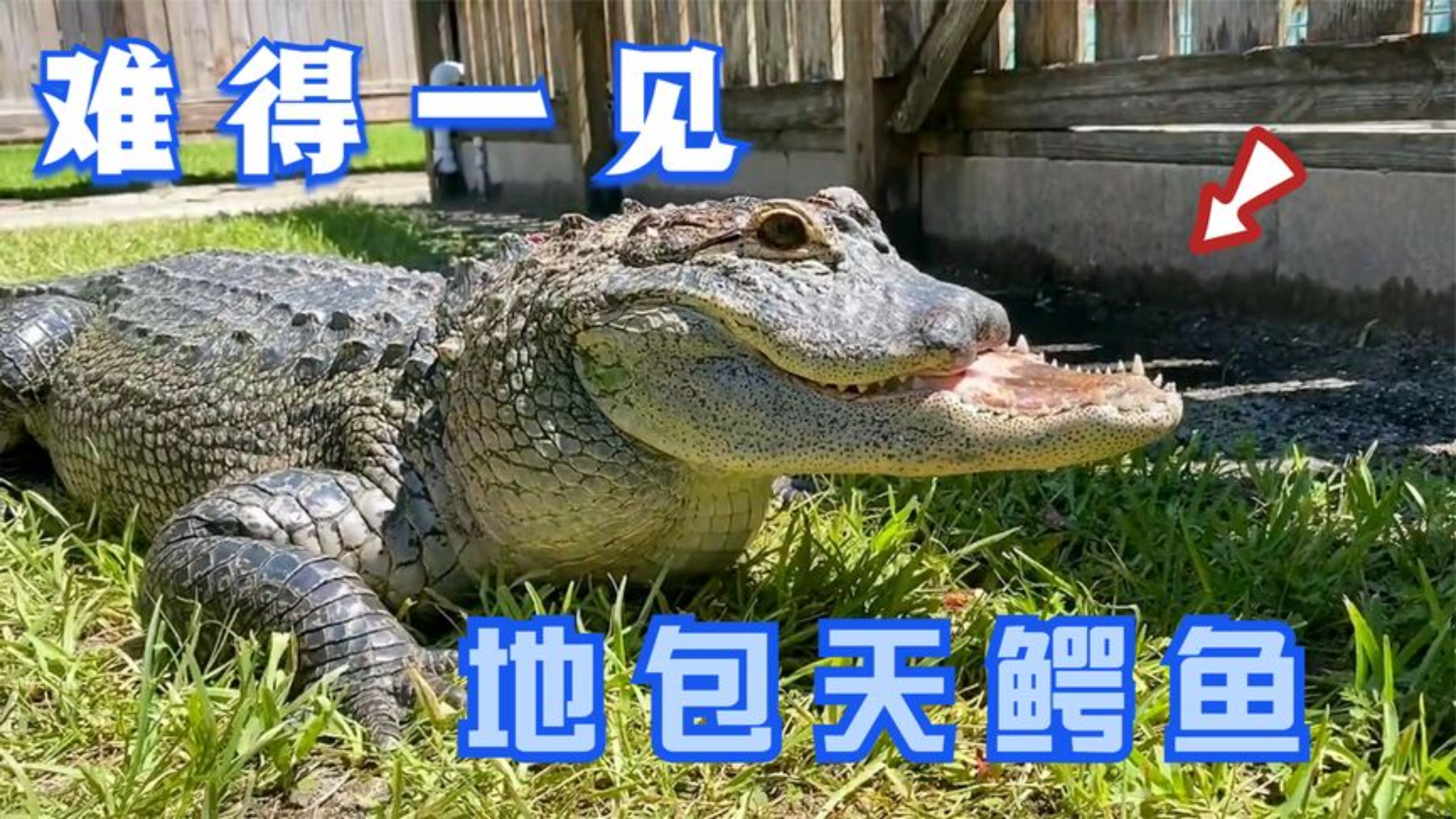 动物世界:鳄鱼只剩半张嘴,昔日威风不再,既好笑又可怜
