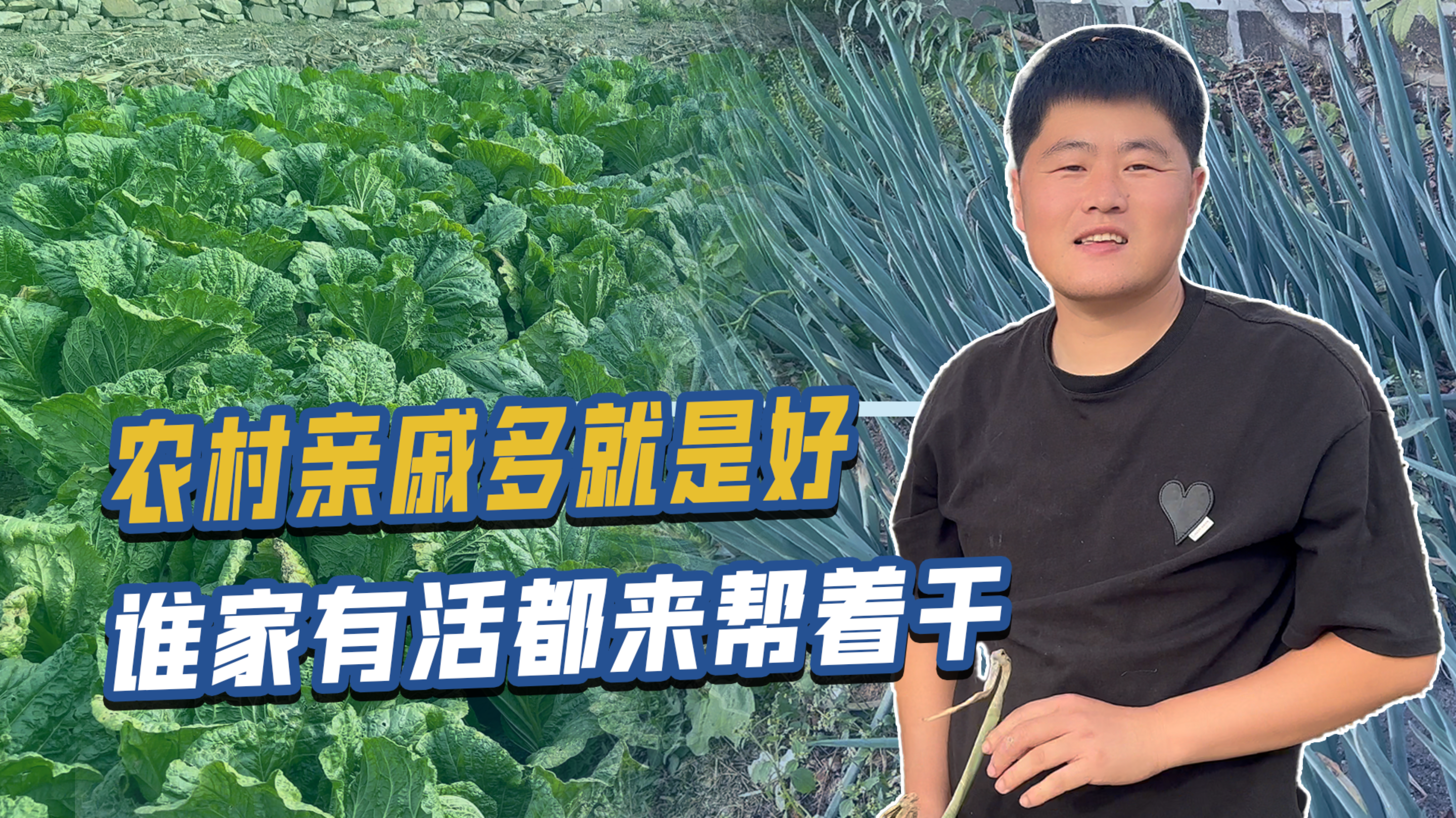 东北冬天都吃什么菜?大葱大萝卜大白菜,趁着没下霜赶紧都收回家