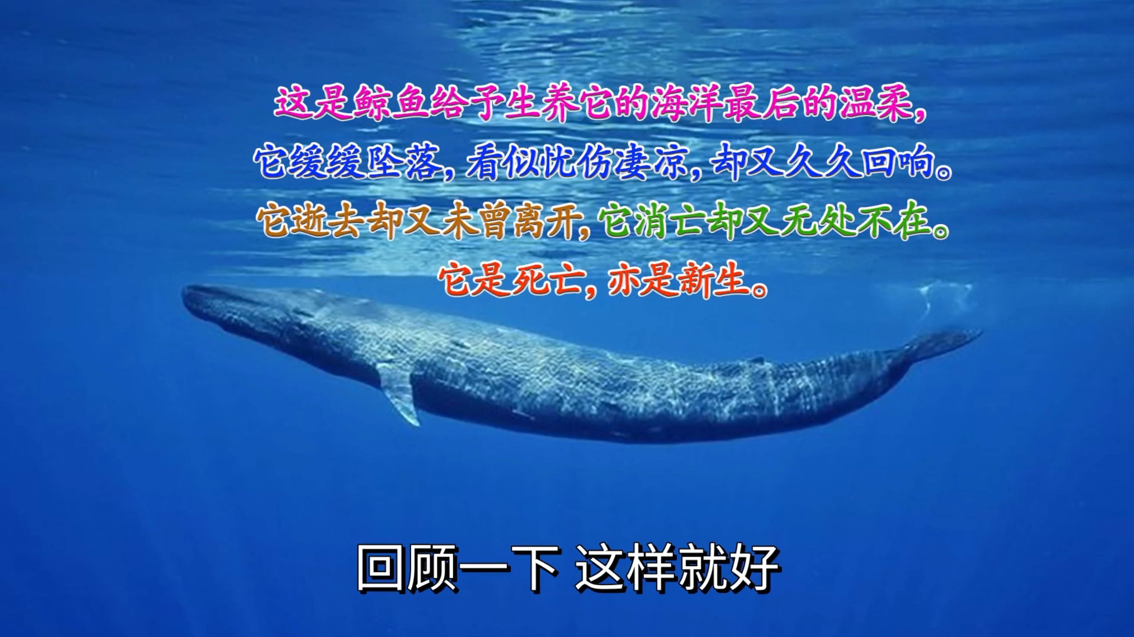 向大自然学习大智慧_16 鲸鱼对生态的贡献