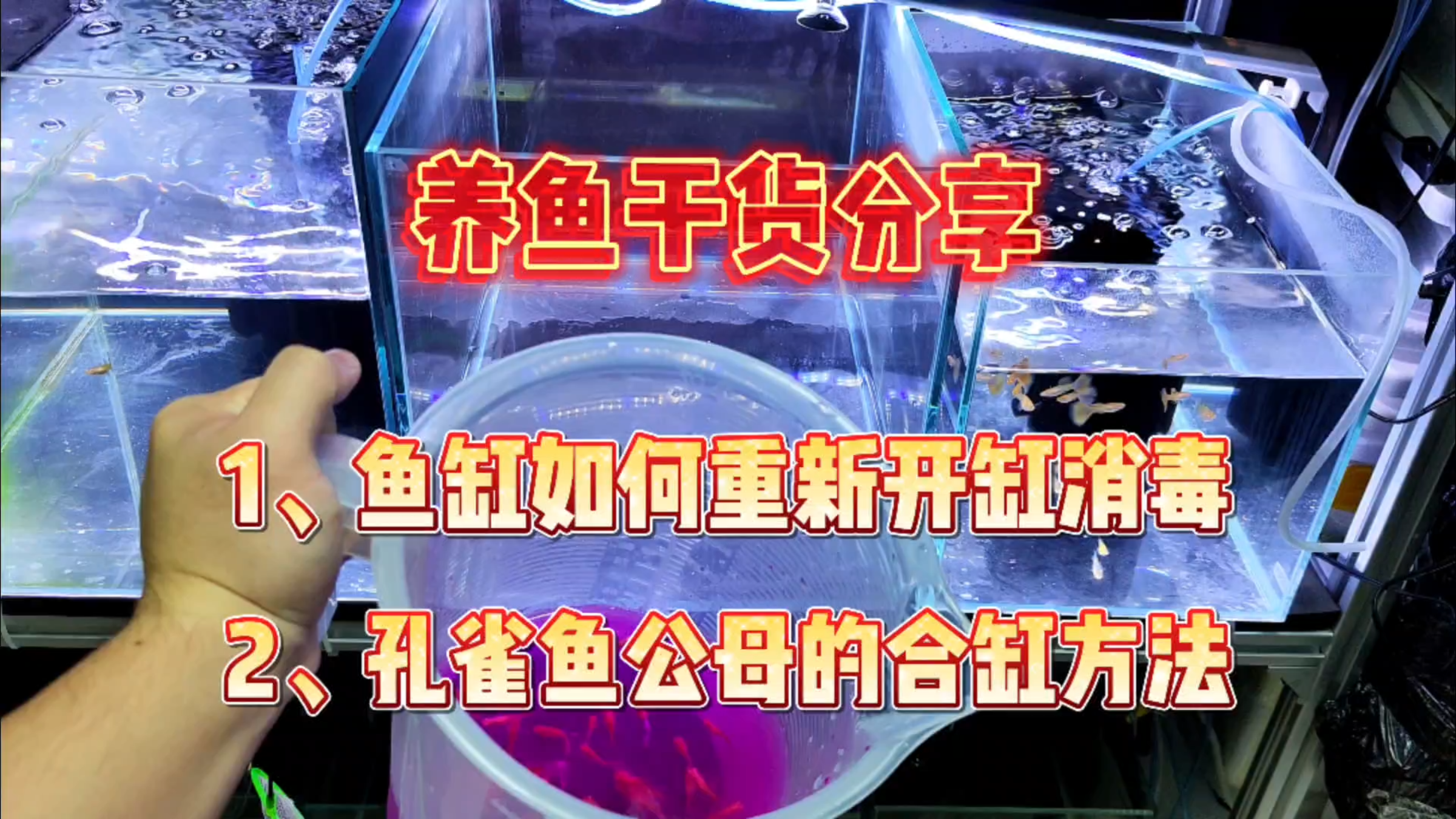 养鱼干货分享!鱼缸如何重新开缸?孔雀鱼公母合缸怎么做?