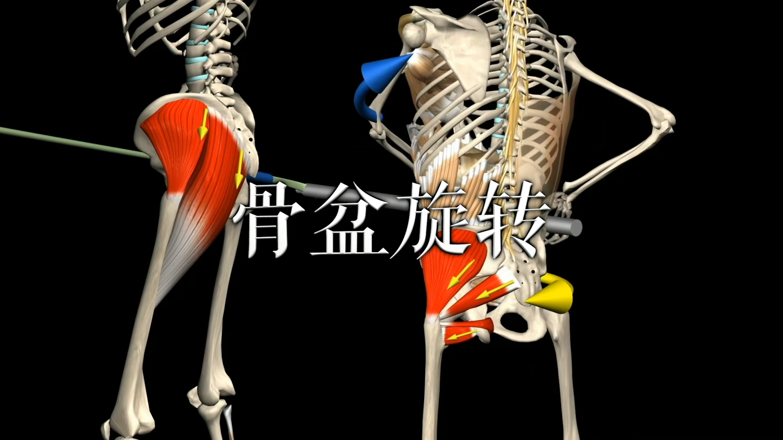 肌肉动作解剖|骨盆旋转