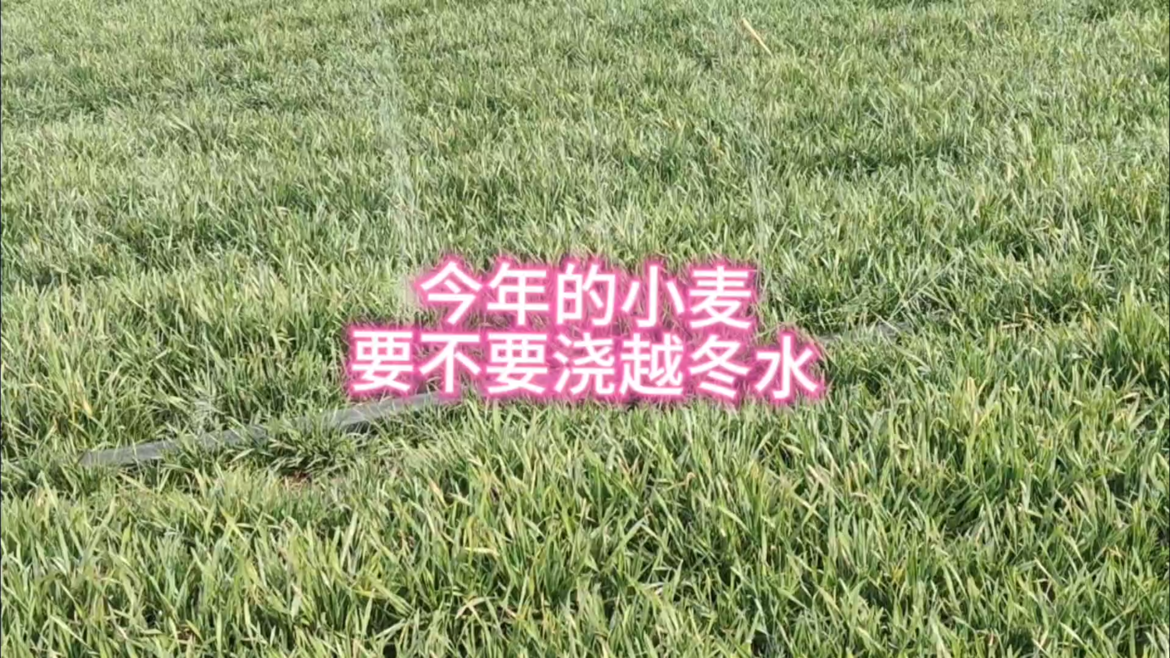 今年的小麦,要不要浇越冬水,啥时间浇最好?