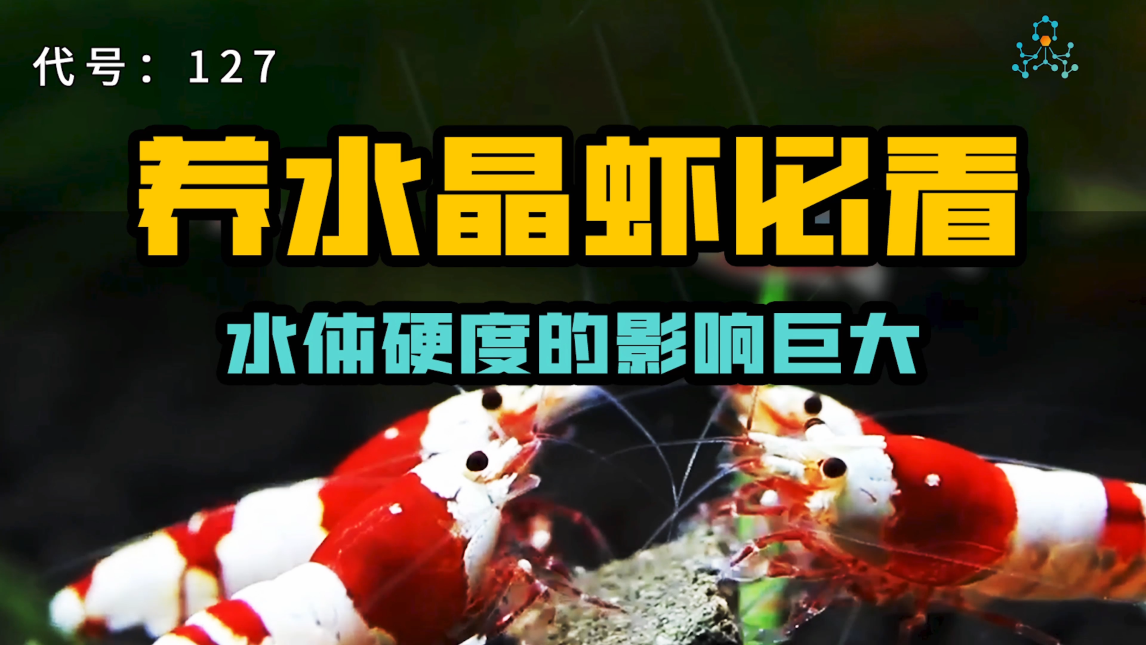 水晶虾篇丨水质对水晶虾有多重要?养不好水晶虾的原因可能是这!