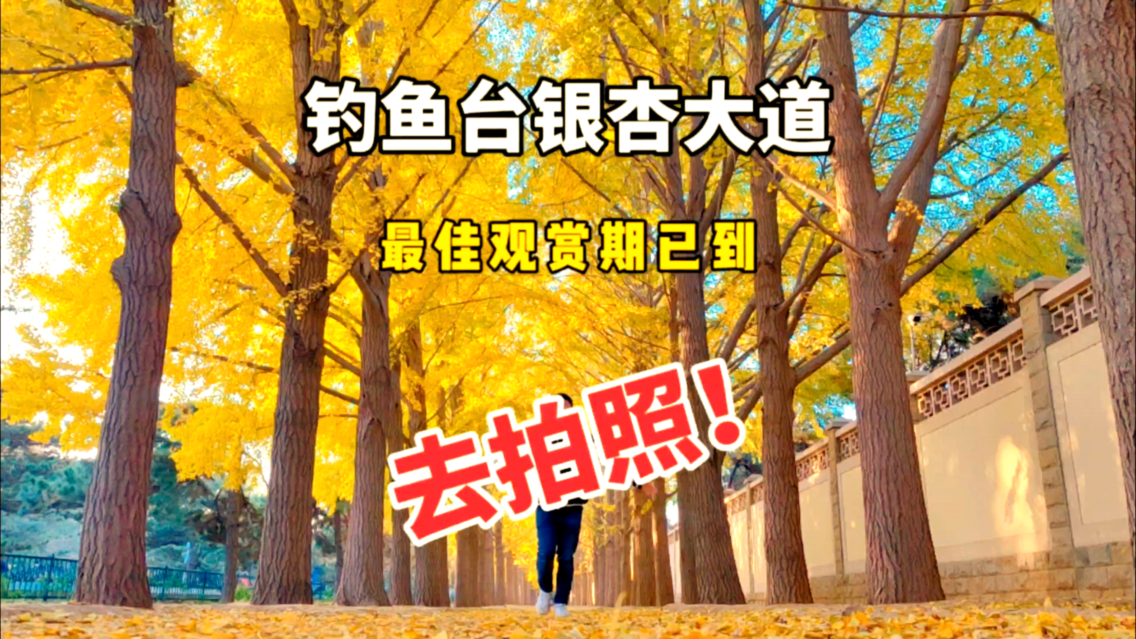 钓鱼台银杏大道,北京最具代表性的景观之一,拍照很出片