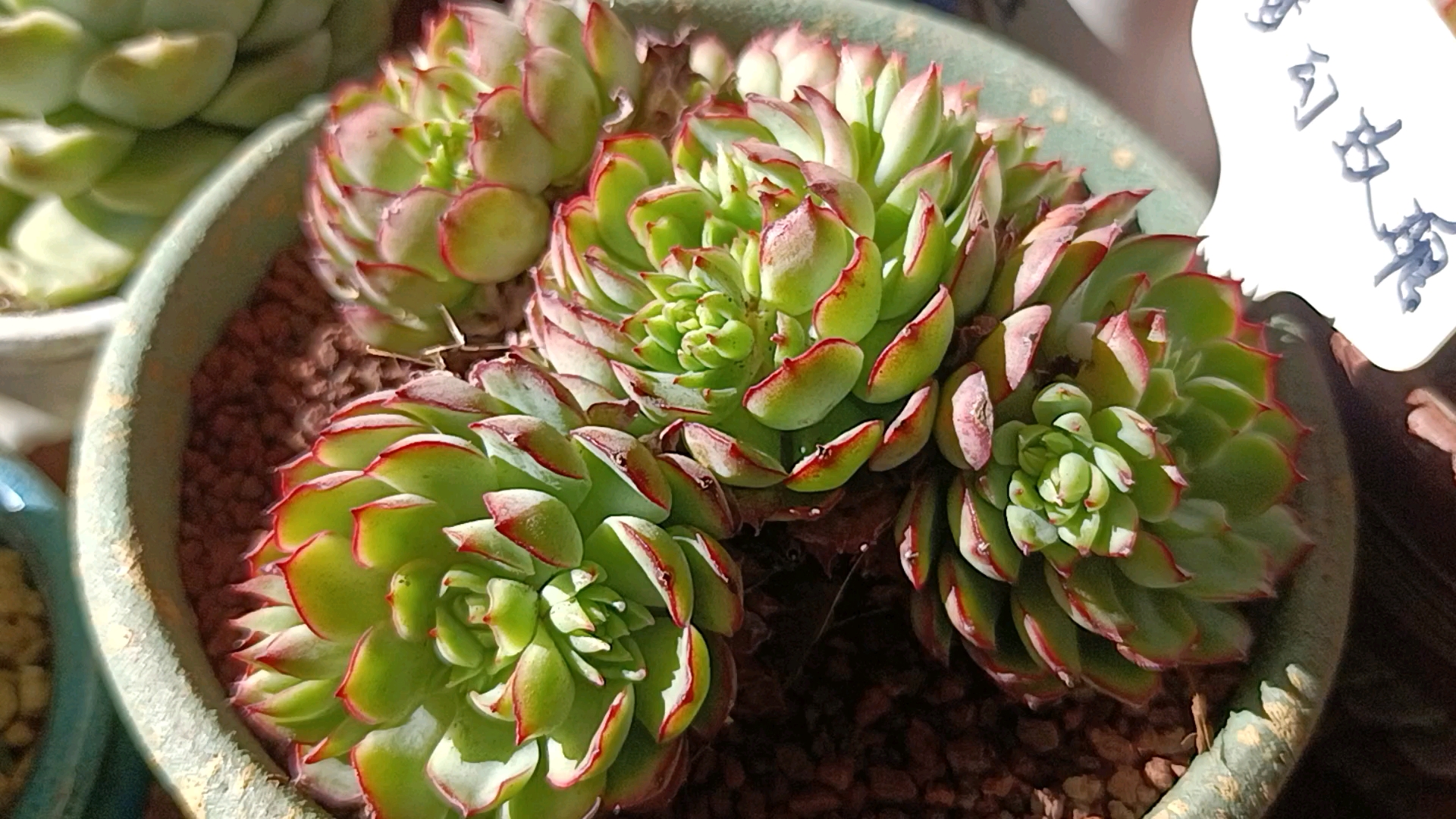 阳光下的多肉虽然很绿,但是绿里透红与众不同!太美啦!