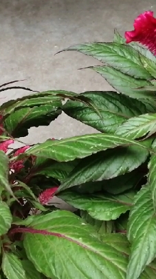 这种植物不仅花好看还能做成好多美食,它有好的寓意您知道吗