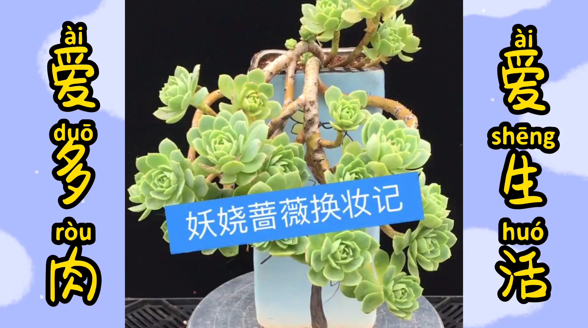 多肉植物:   妖桩造型的蔷薇,换个盆颜值竟逆天了,实在太美了