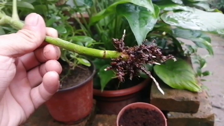 随手扦插的鸭脚木十几天就生根了   特此分享一下