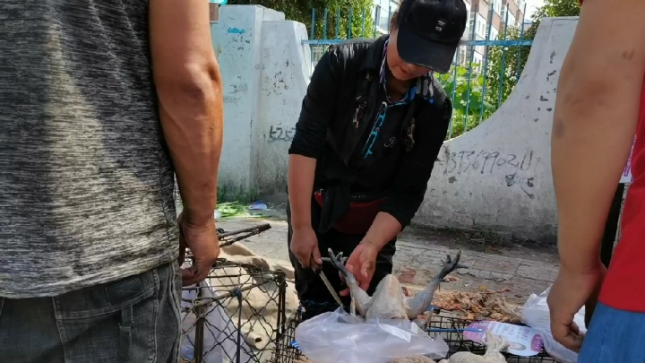 大庆火爆的地摊经济:现杀活鸡和应时葡萄热卖,胡萝卜紧俏2—2.5