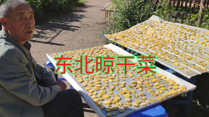 东北储存青菜的方式有哪些你见过吗?场面壮观,男女老少齐上手