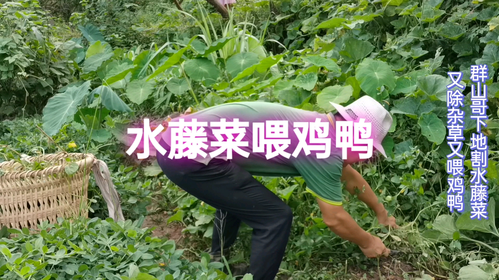 群山哥下地割水藤菜,既除杂草又喂鸡鸭