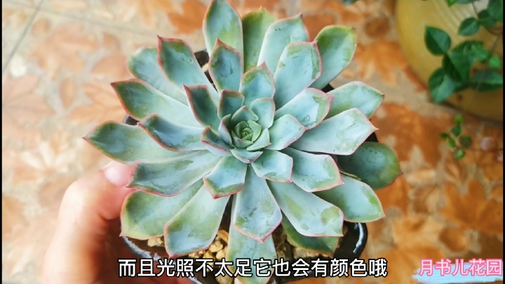 秋天的脚步慢慢到来了,这几款上色快的多肉,天凉了多种几盆