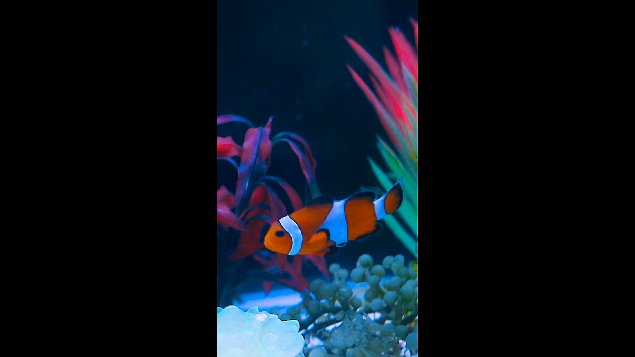 鱼缸里的小丑鱼#鱼缸##至尚水族馆#