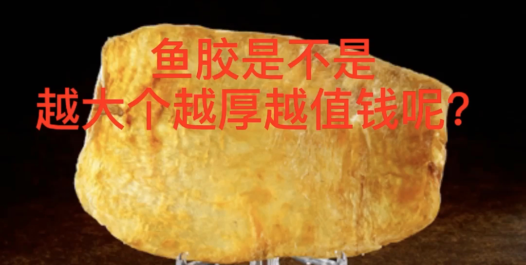 鱼胶是什么?鱼胶价格和厚度的关系,你都清楚吗?