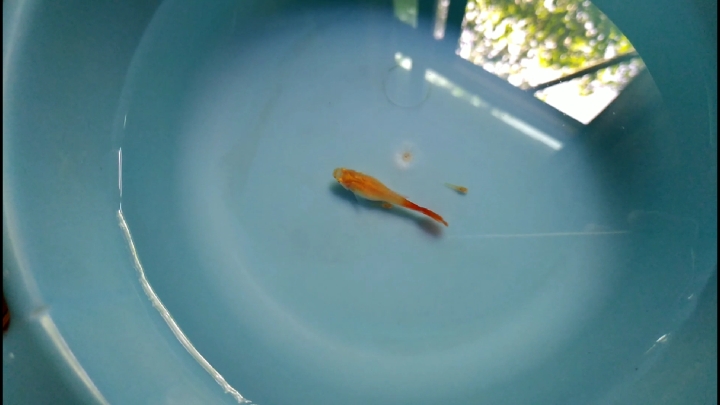孔雀鱼妈妈经过一个多小时的生产,终于生产完了十几只鱼宝宝