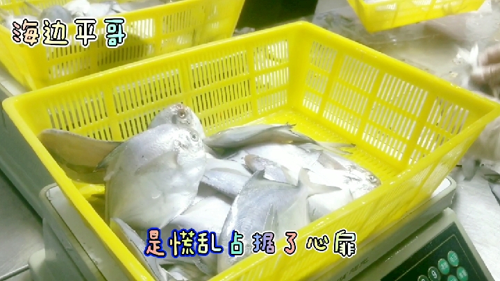 温岭海边客户订了1000箱鲳鱼,是这样打包,你们觉得怎么样