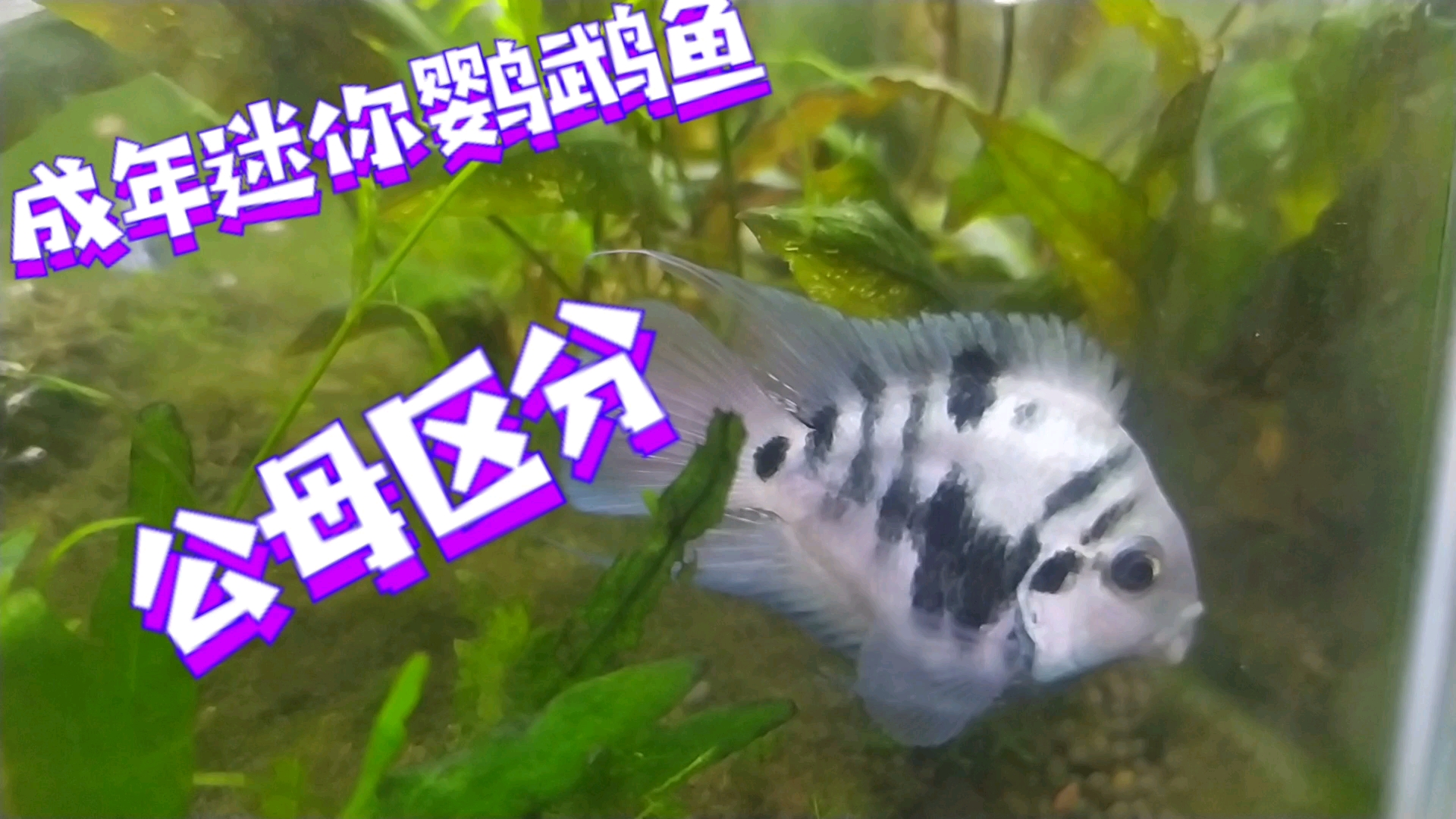 成体迷你鹦鹉鱼如何区分公母鱼呢?有答案了。