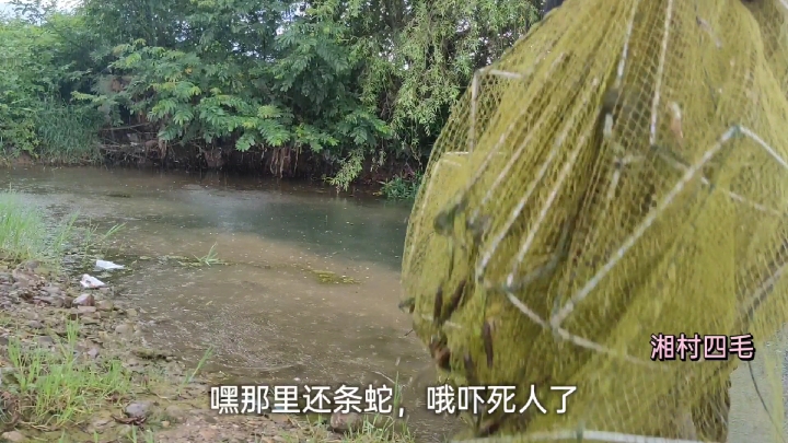 永州小伙河边收地笼,腊锥鱼渔获爆笼正开心,竟然被蛇给吓一跳?
