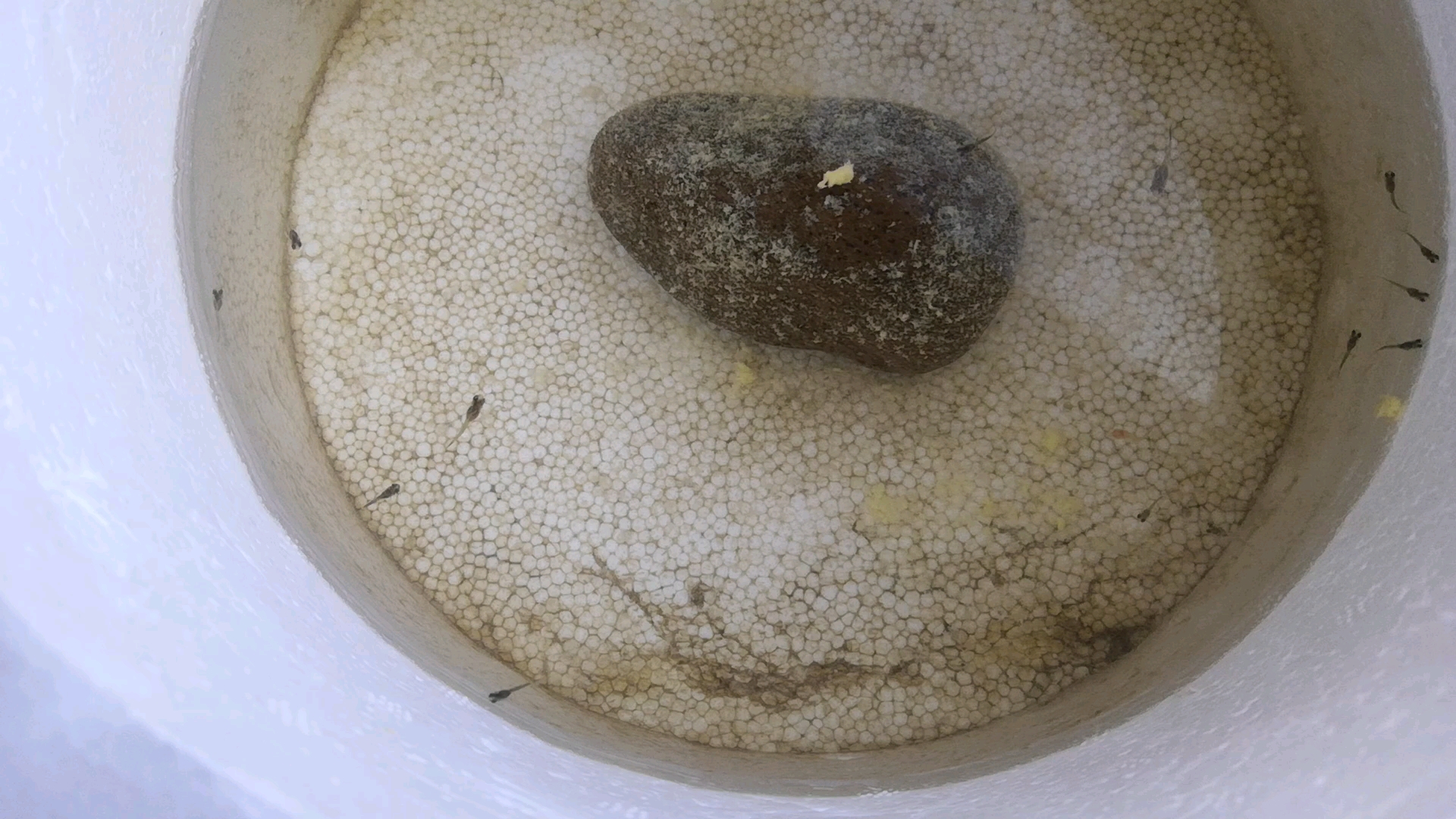 白子孔雀鱼有什么讲究?请教养鱼的知识。