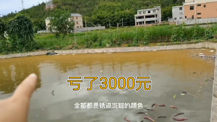 这么漂亮的3亩鱼塘才20元一年,去年还是亏了3000,今年怎么规划