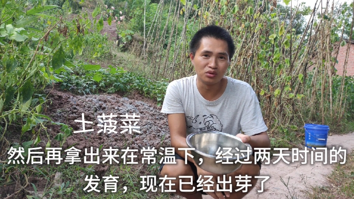 4小时冷水泡、24小时冰箱保鲜室、48小时常温,孕育出土菠菜发芽