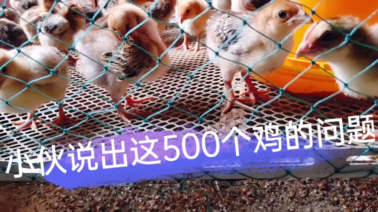 这500个k9鸡苗的情况 目前还可以没有损失了 之前没时间管理
